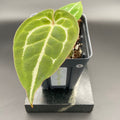 Anthurium (Magnificum x Forgetti) X Michelle. — WYSIWYG