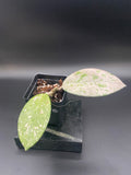 Hoya Carnosa 'Wilbur Graves' Russia