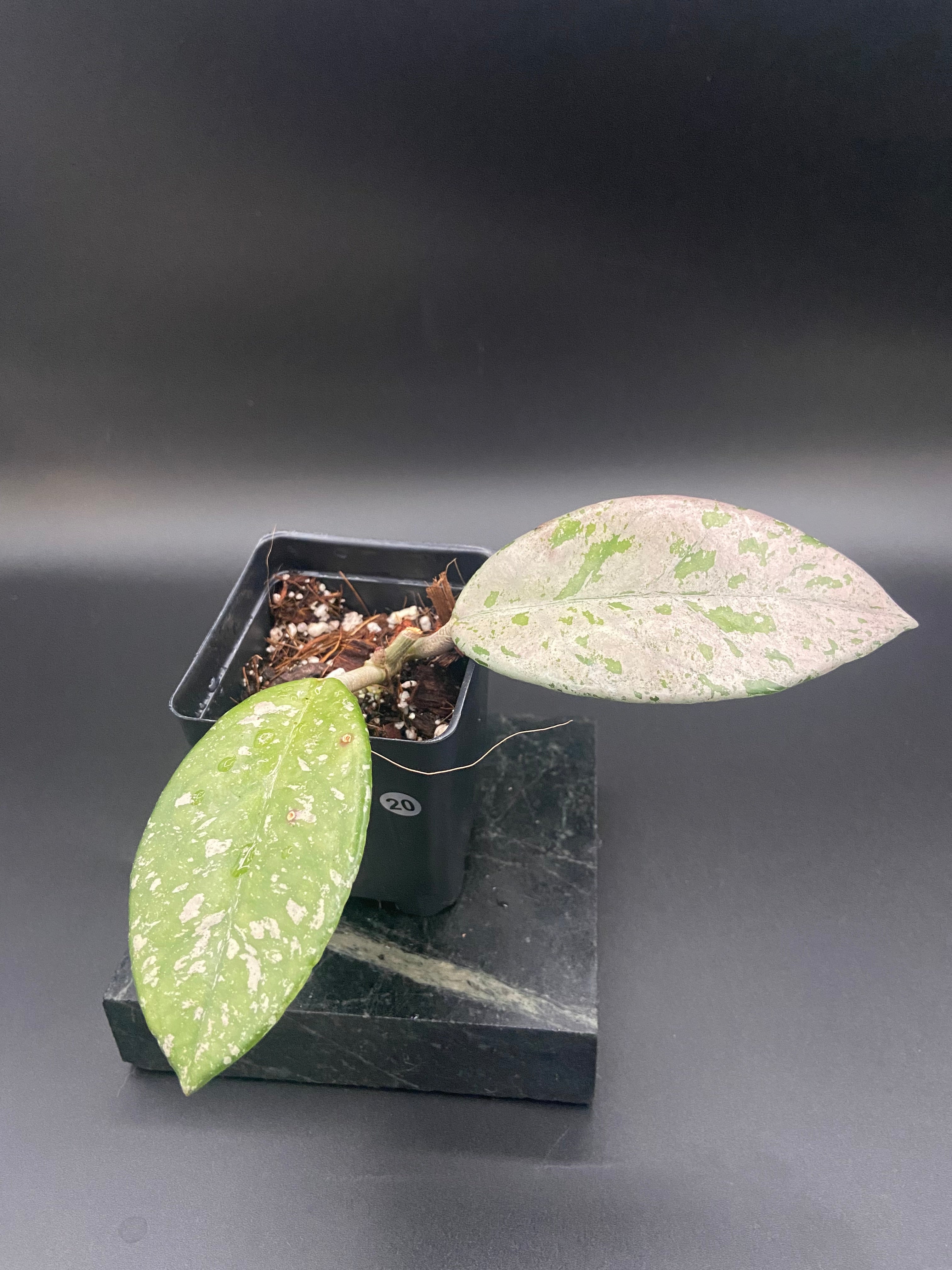 Hoya Carnosa 'Wilbur Graves' Russia