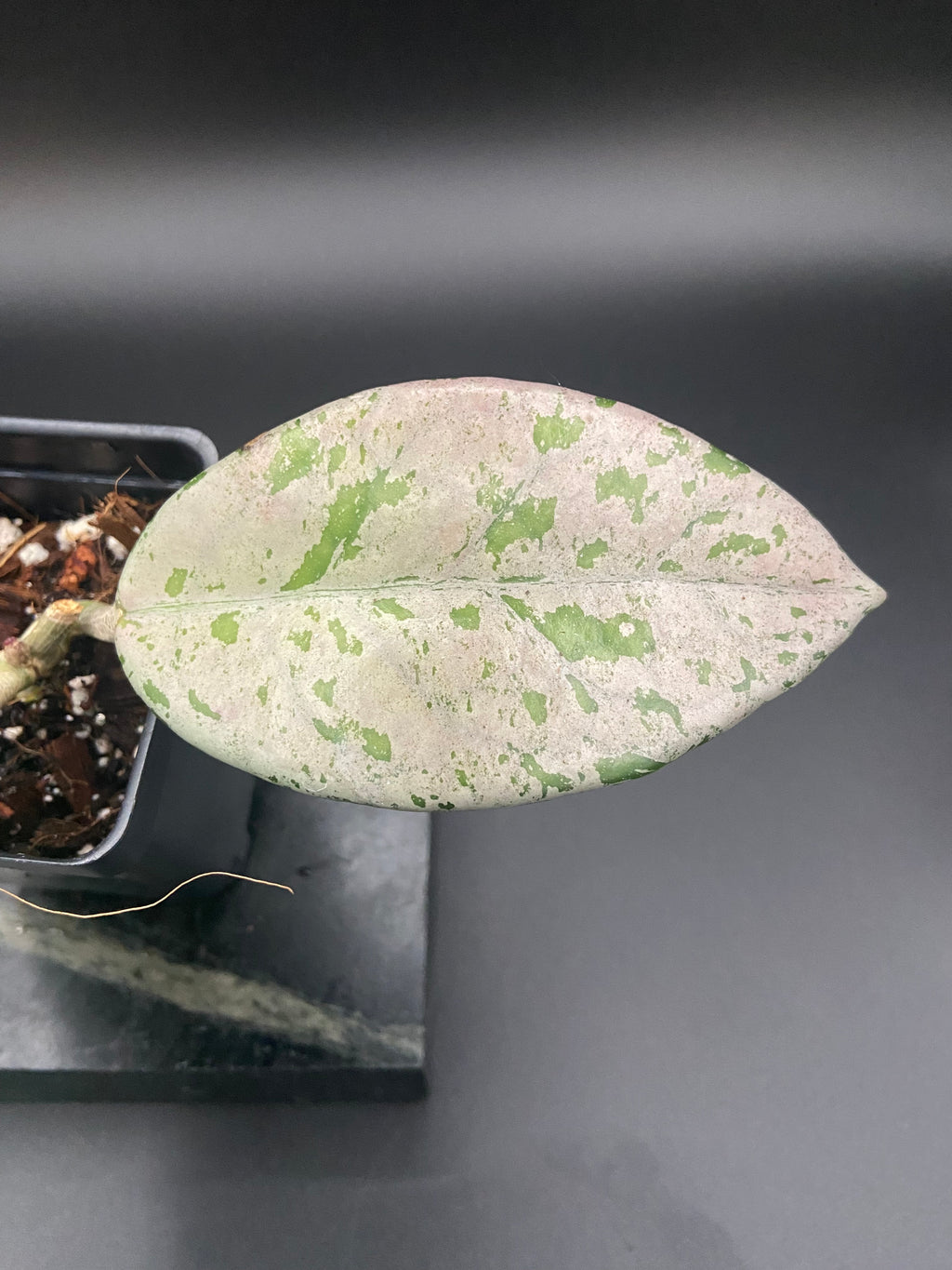 Hoya Carnosa 'Wilbur Graves' Russia