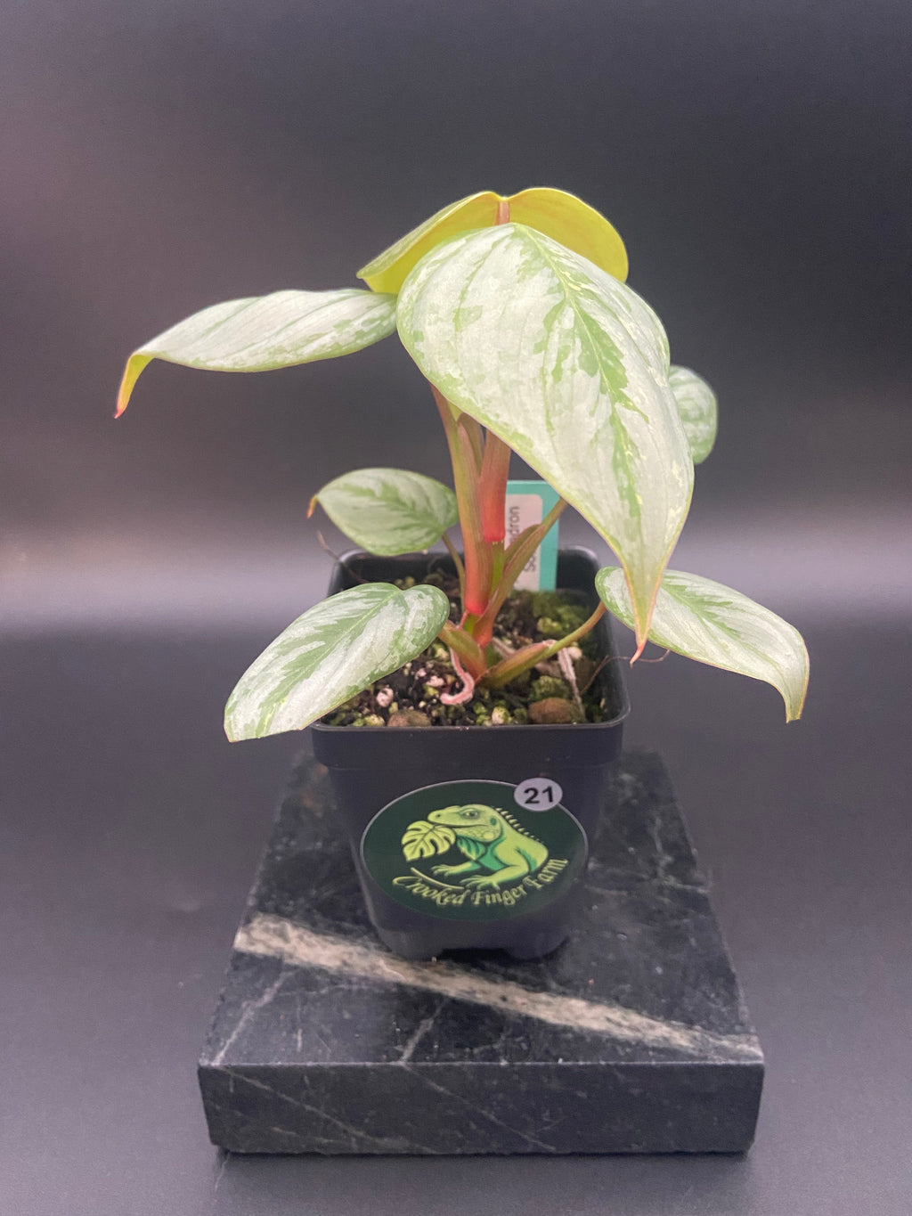 Philodendron Sodiroi — WYSIWYG