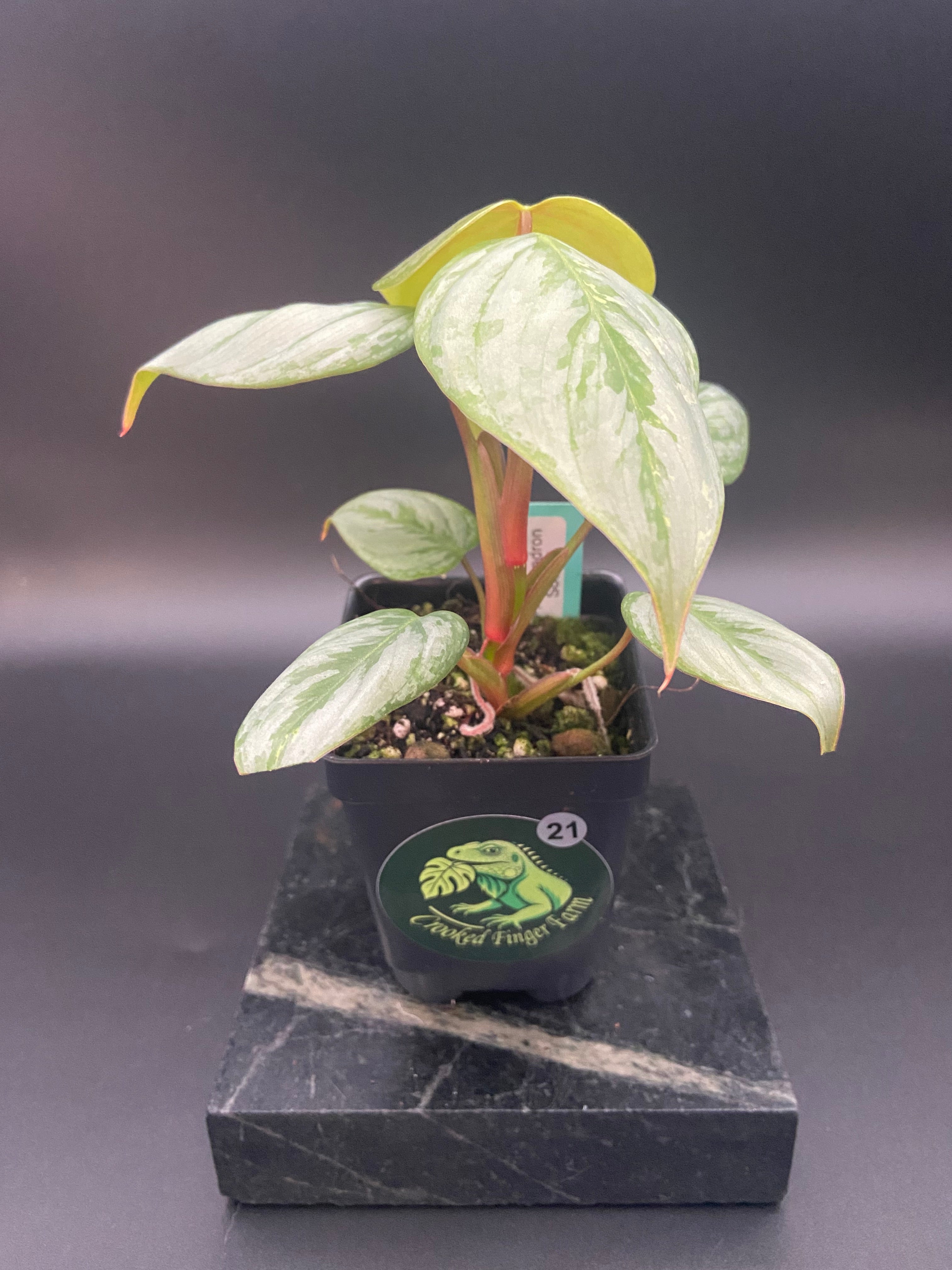 Philodendron Sodiroi — WYSIWYG