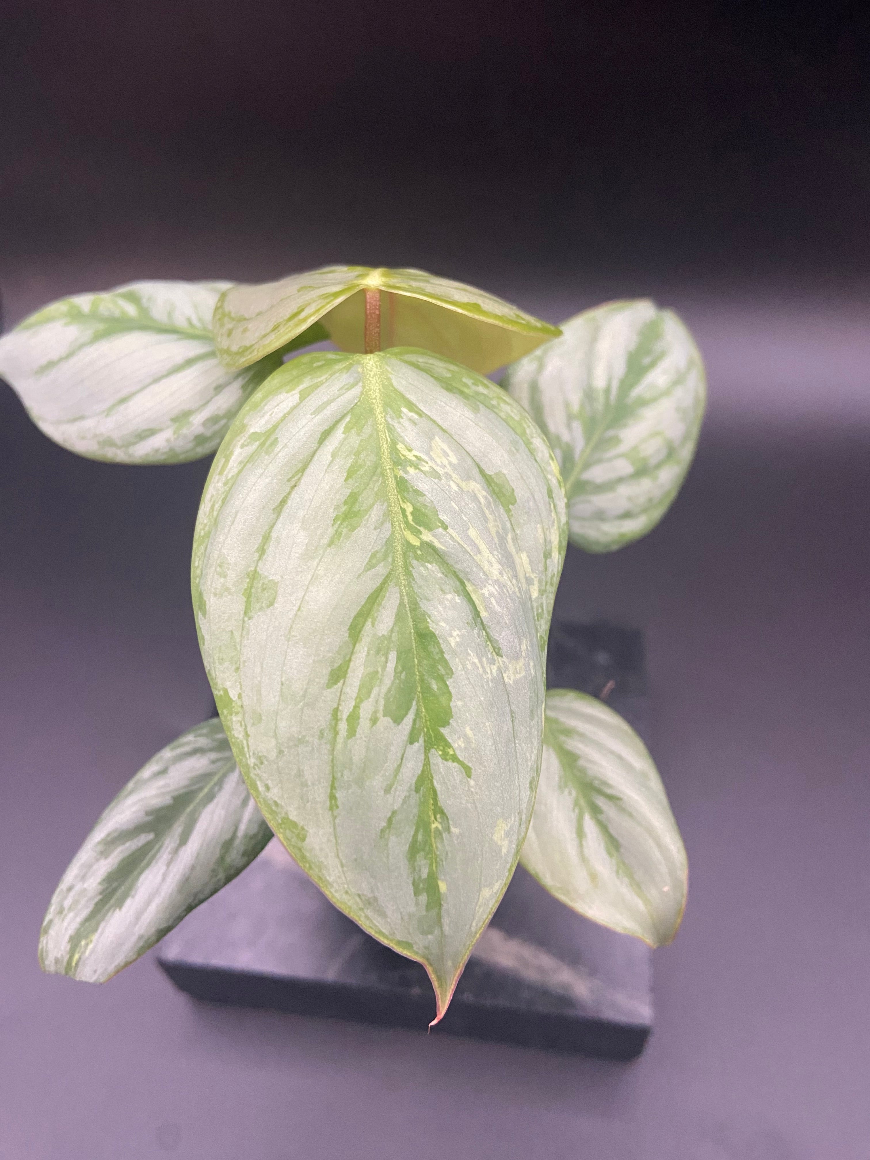 Philodendron Sodiroi — WYSIWYG