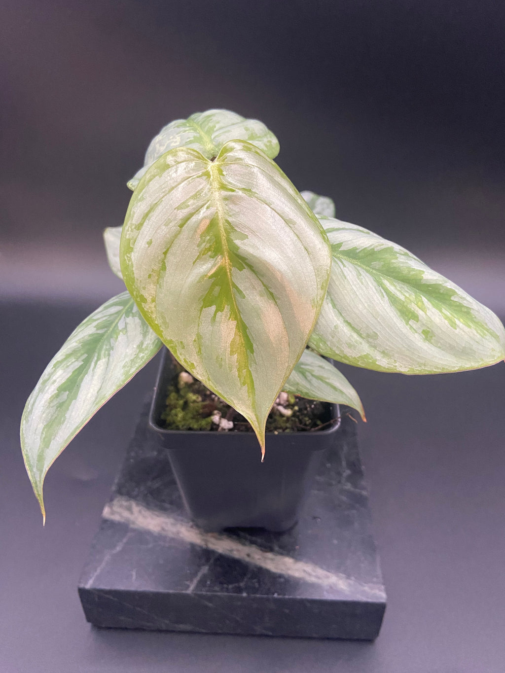 Philodendron Sodiroi — WYSIWYG