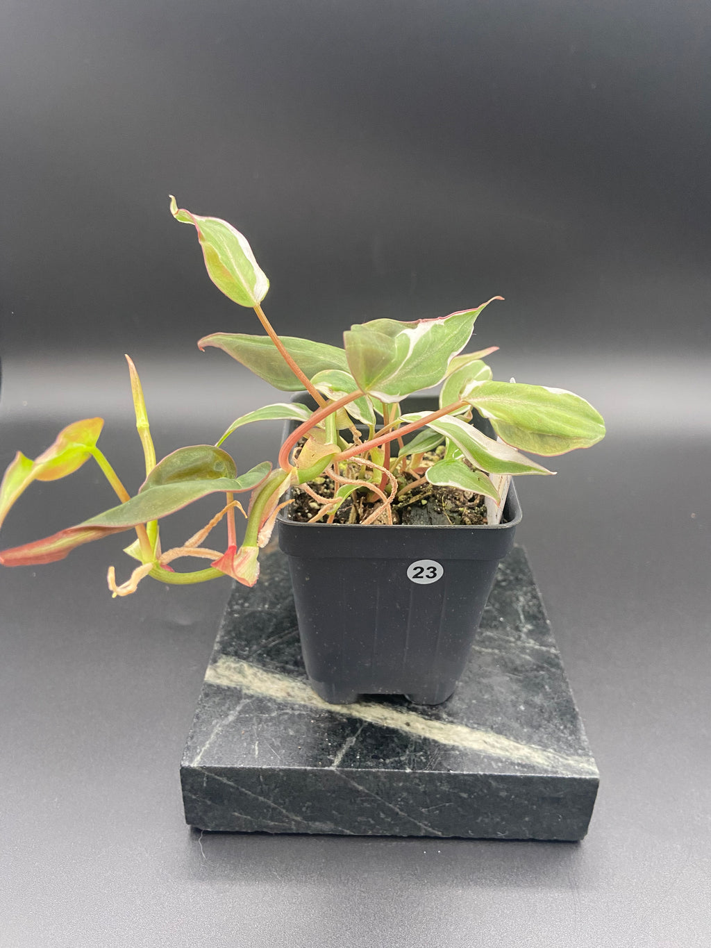 Philodendron Micans Velvet Halo — WYSIWYG