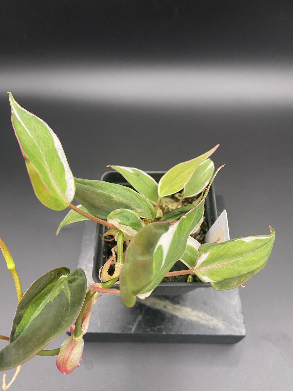 Philodendron Micans Velvet Halo — WYSIWYG