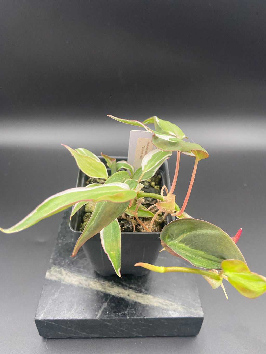Philodendron Micans Velvet Halo — WYSIWYG