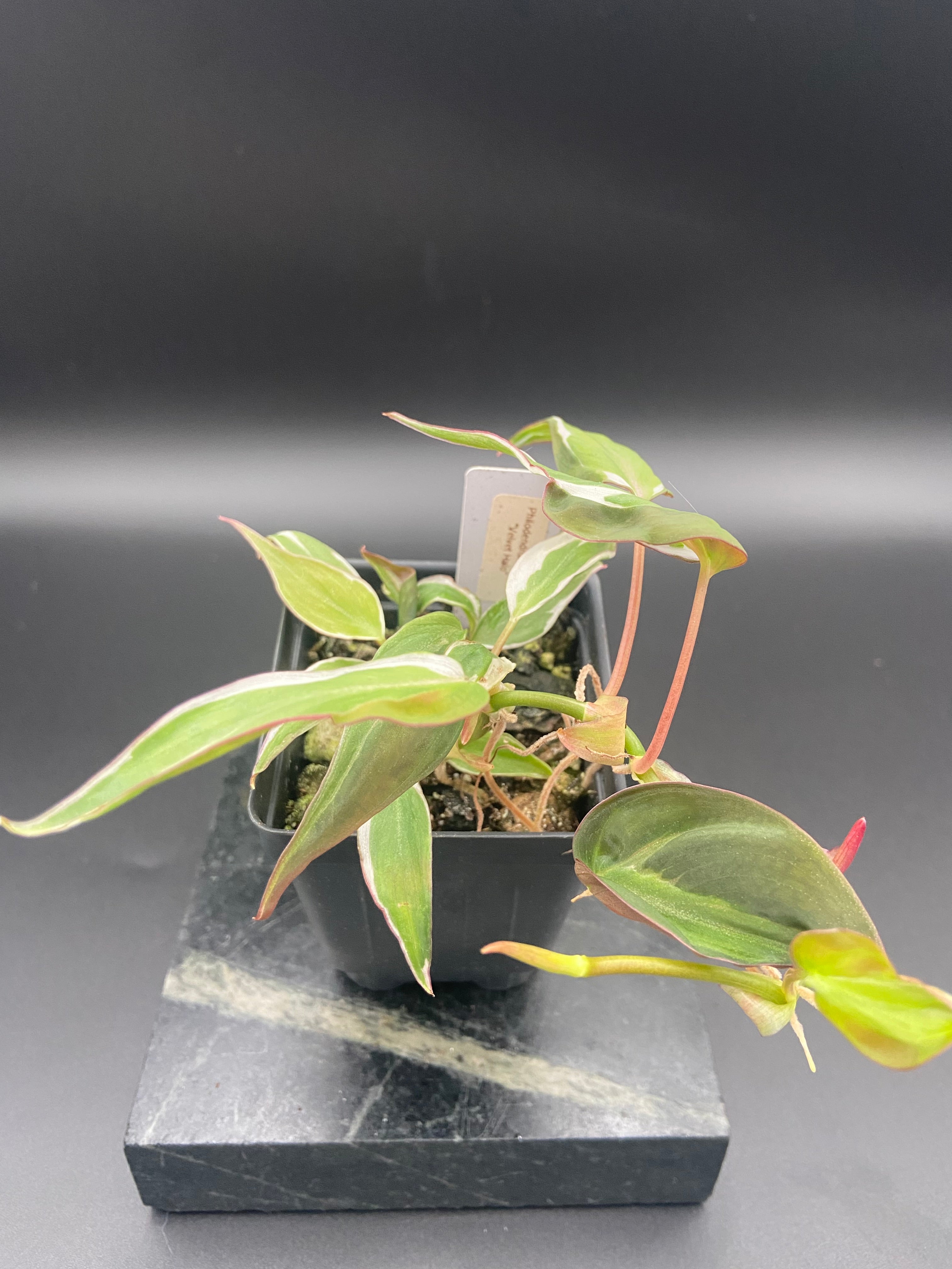 Philodendron Micans Velvet Halo — WYSIWYG