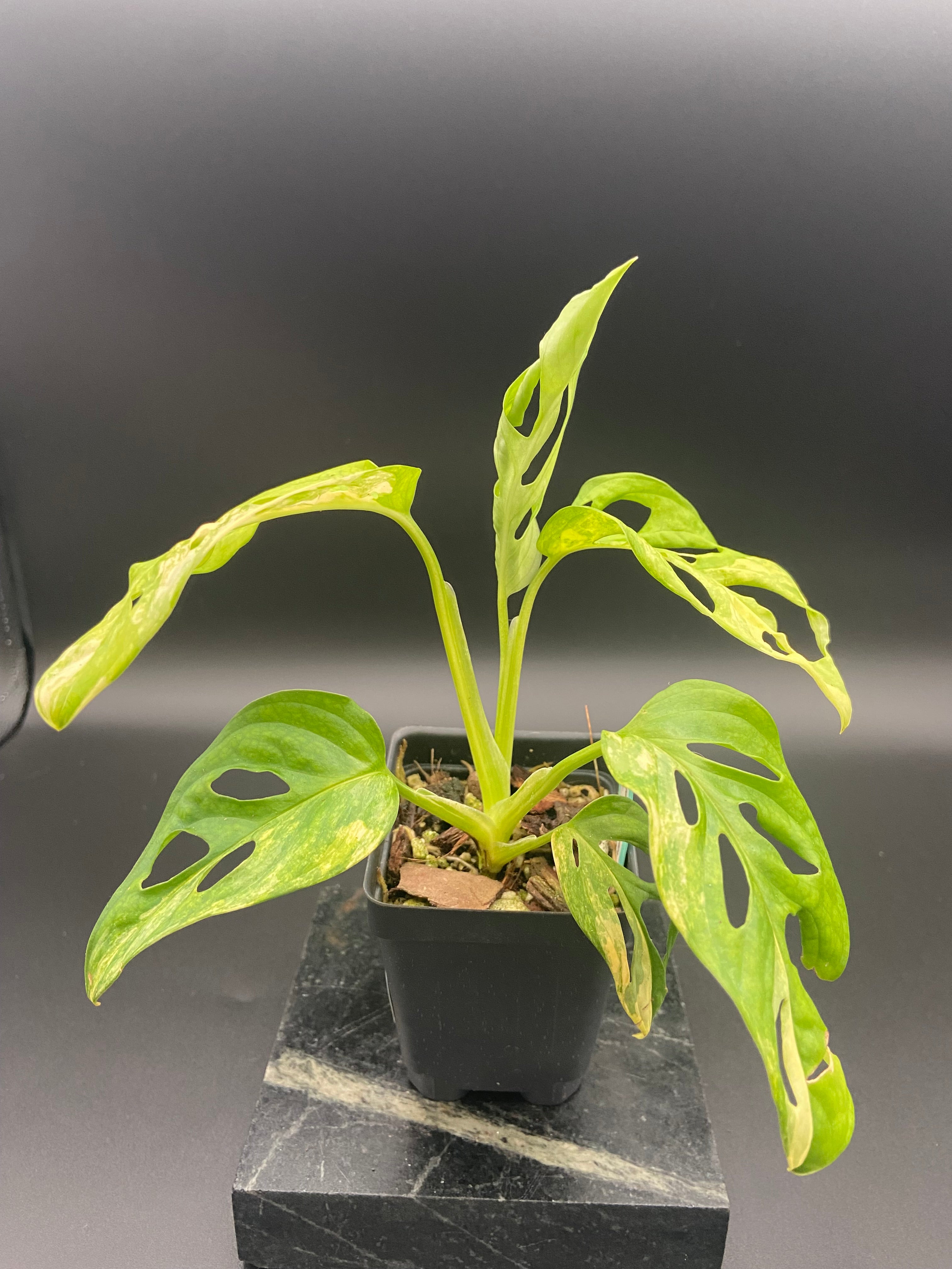 Monstera Adansonii Aurea — WYSIWYG