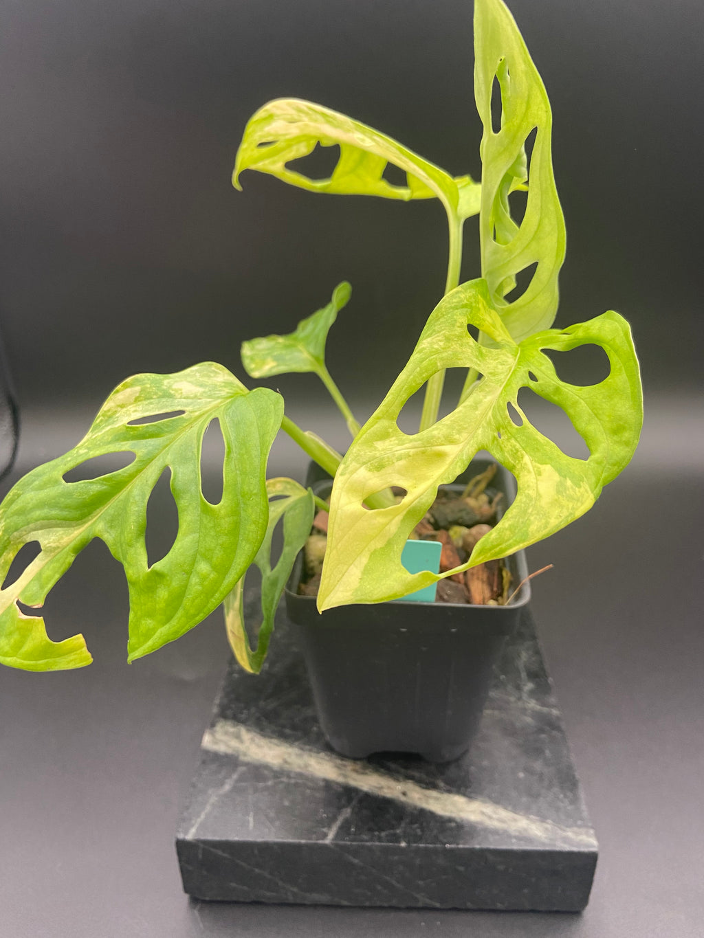 Monstera Adansonii Aurea — WYSIWYG