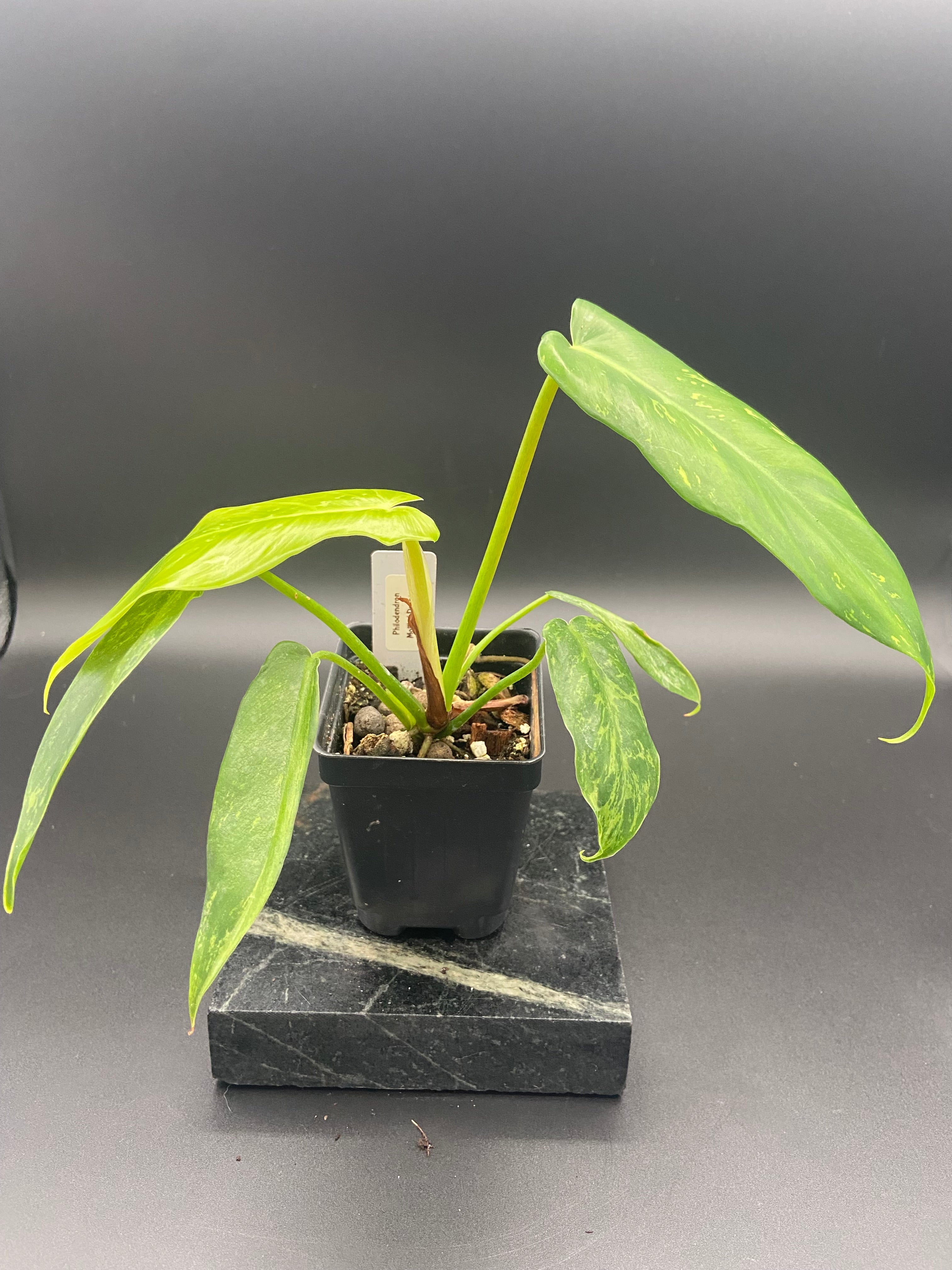 Philodendron Mottled Dragon — WYSIWYG