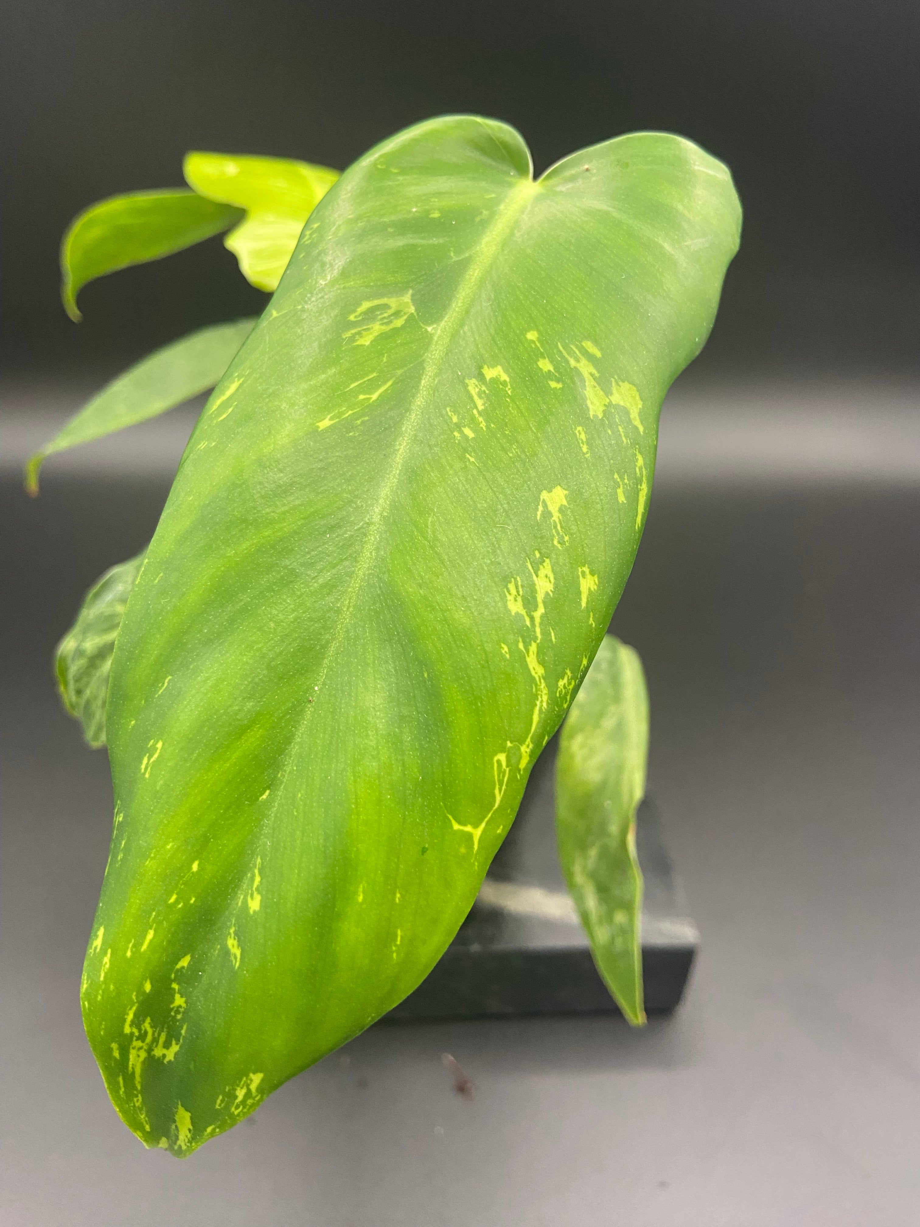 Philodendron Mottled Dragon — WYSIWYG