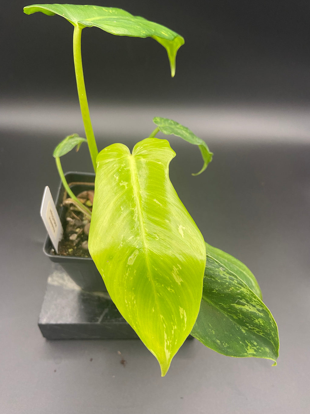 Philodendron Mottled Dragon — WYSIWYG