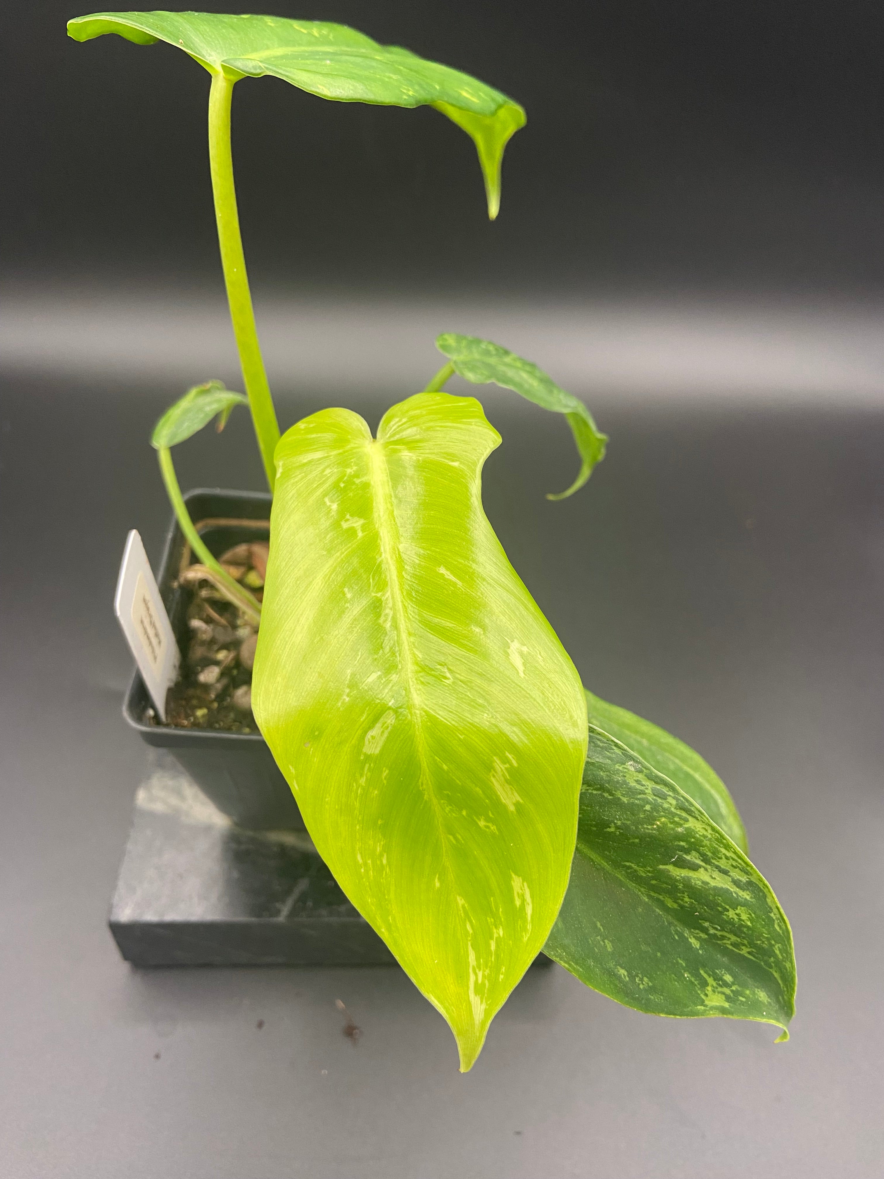 Philodendron Mottled Dragon — WYSIWYG