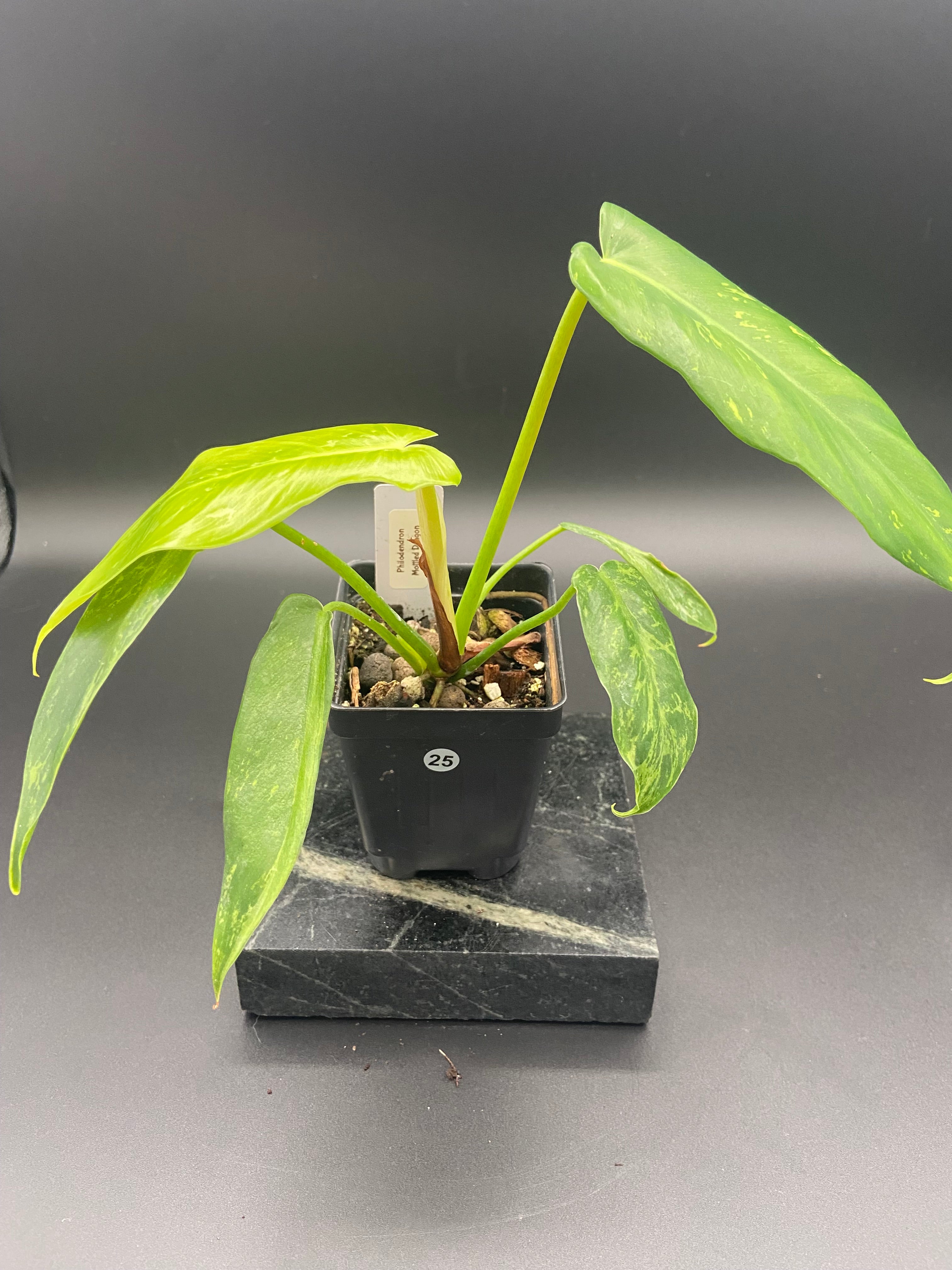 Philodendron Mottled Dragon — WYSIWYG