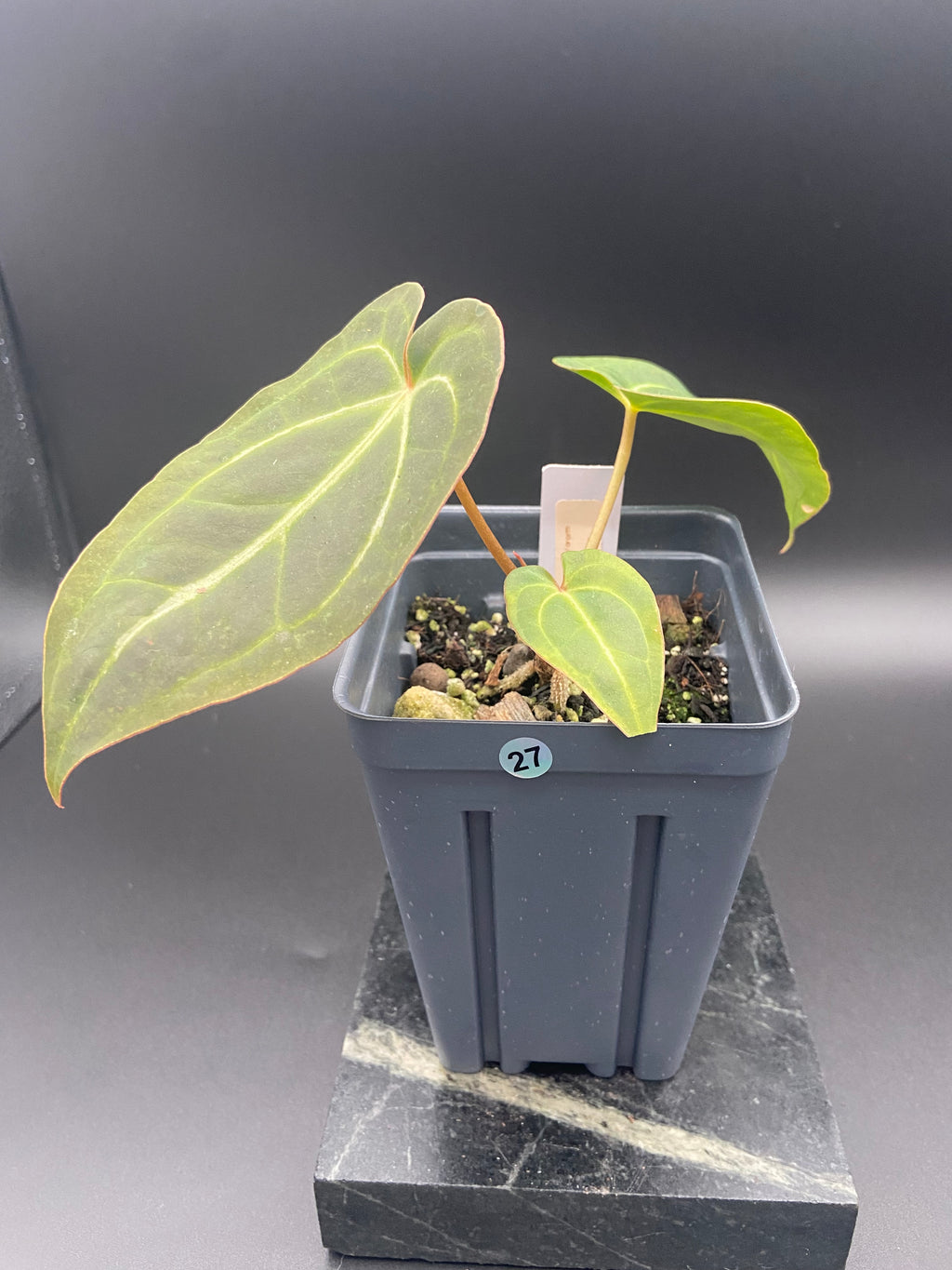 Anthurium (Magnificum x Forgetti) X Dark Besseae Aff. — WYSIWYG