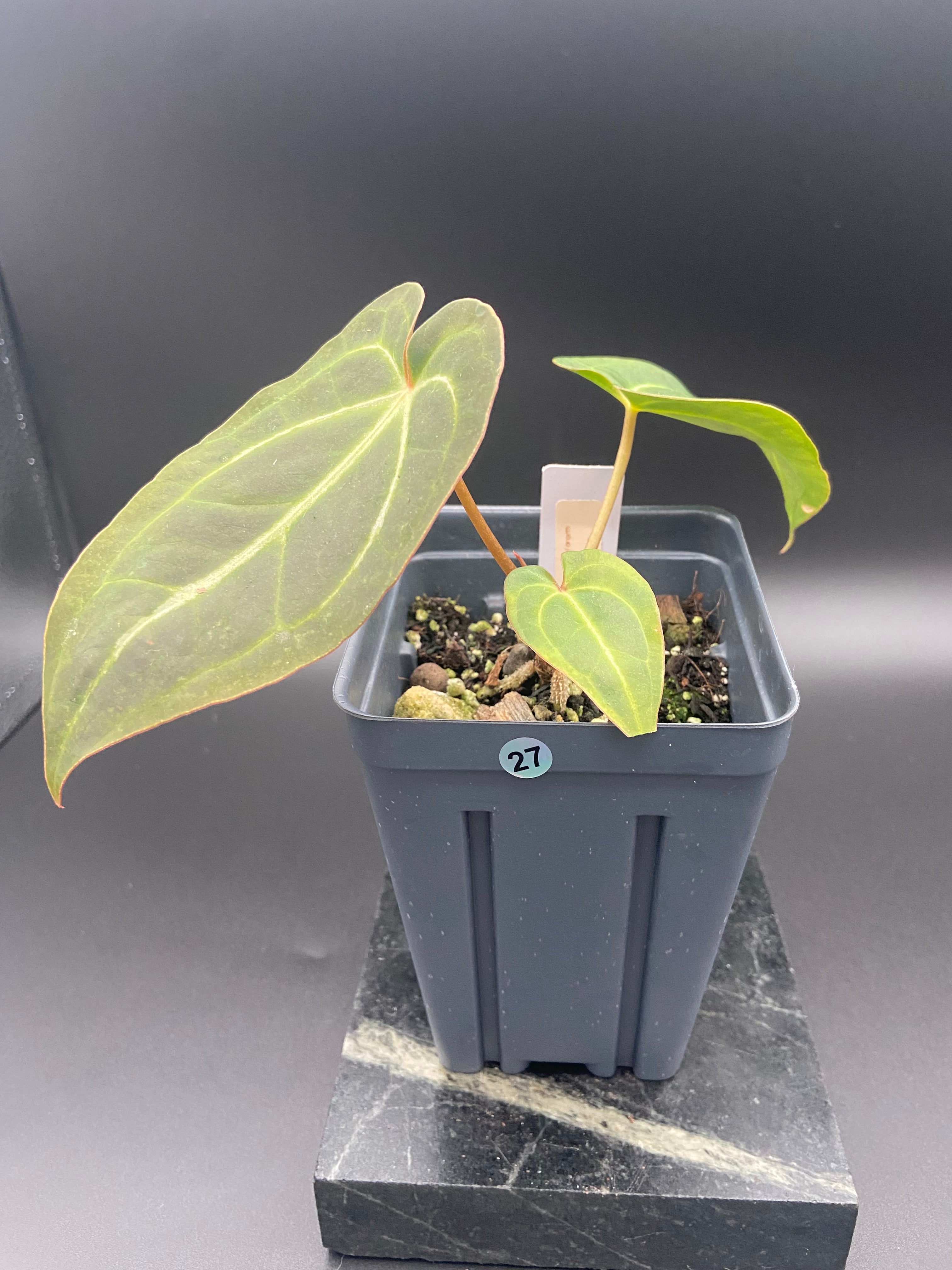 Anthurium (Magnificum x Forgetti) X Dark Besseae Aff. — WYSIWYG