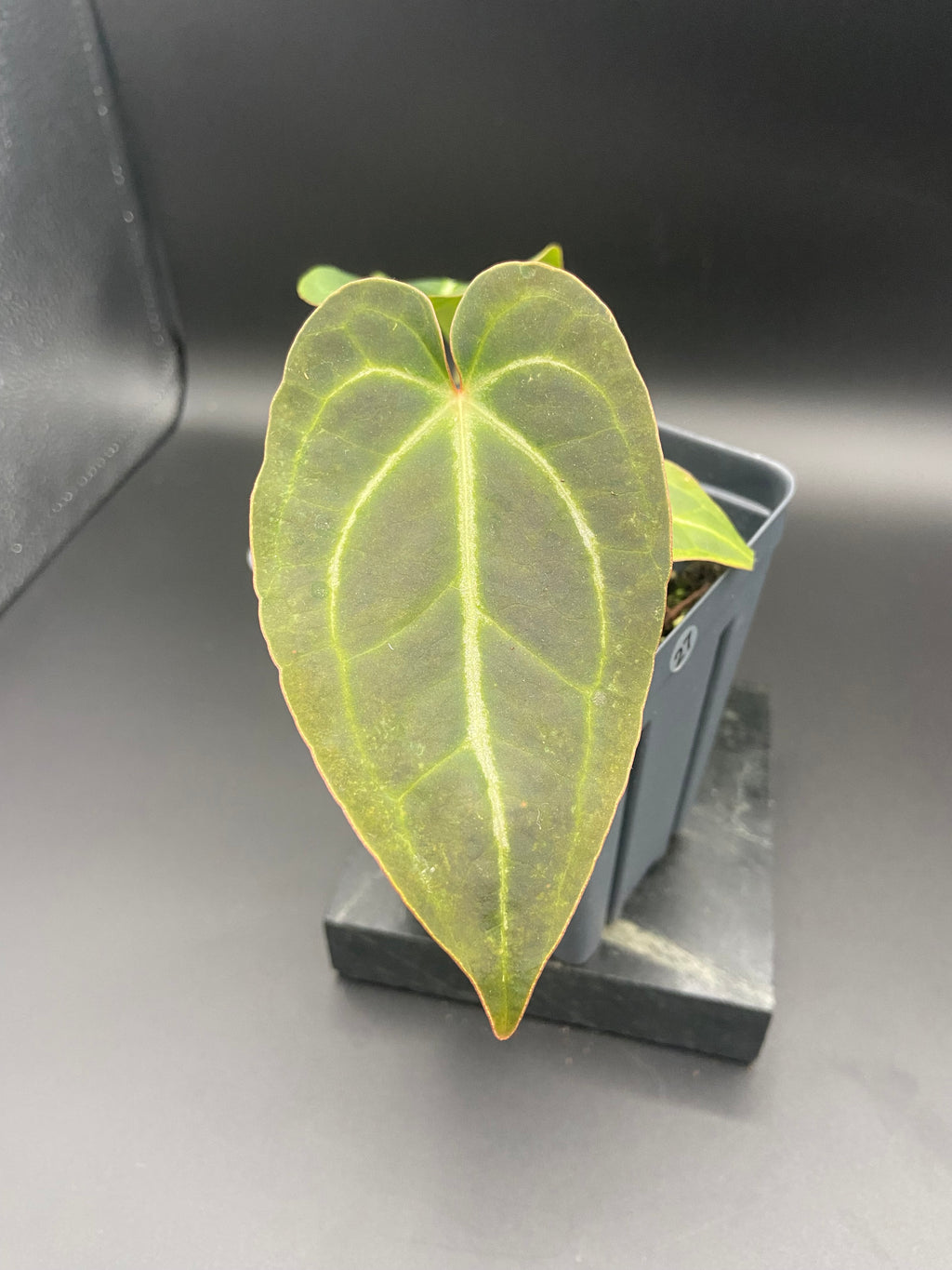 Anthurium (Magnificum x Forgetti) X Dark Besseae Aff. — WYSIWYG