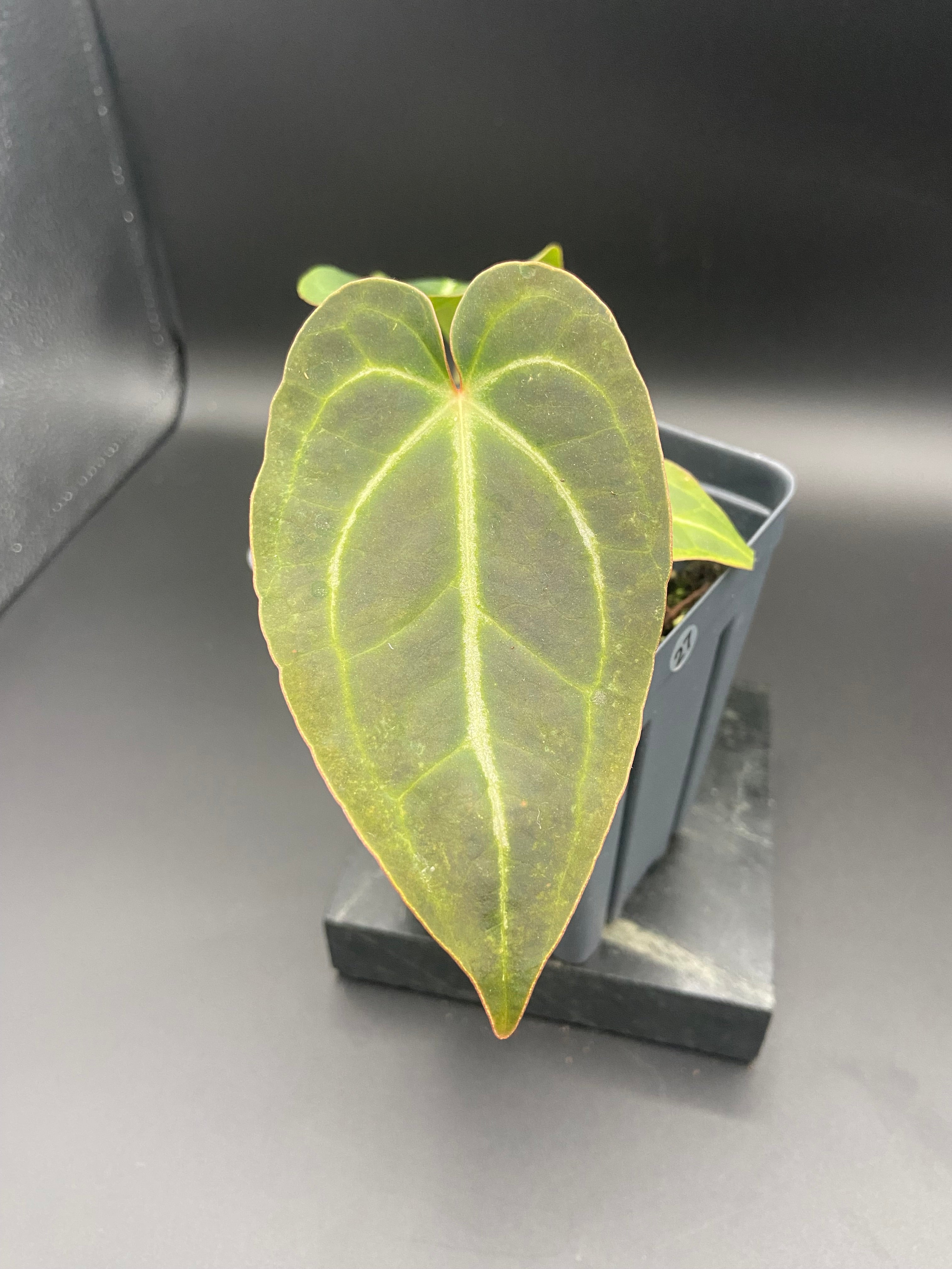 Anthurium (Magnificum x Forgetti) X Dark Besseae Aff. — WYSIWYG