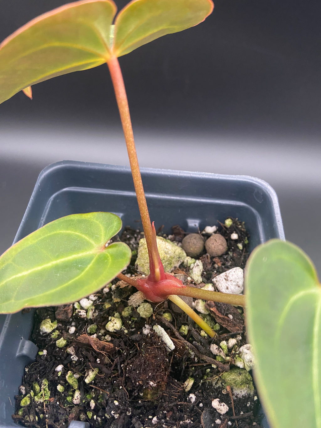 Anthurium (Magnificum x Forgetti) X Dark Besseae Aff. — WYSIWYG