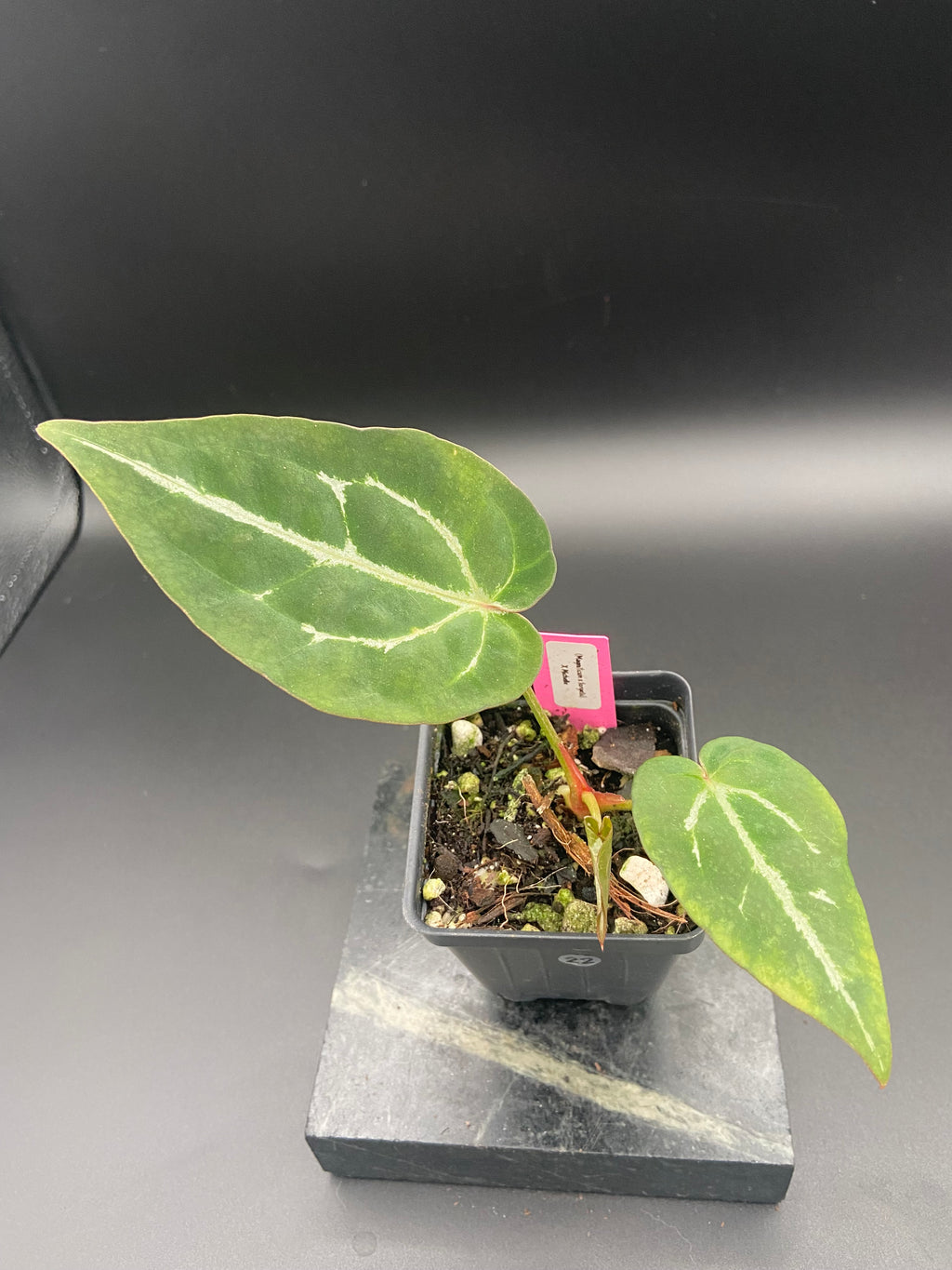 Anthurium (Magnificum x Forgetti) X Michelle. — WYSIWYG
