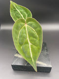 Anthurium (Magnificum x Forgetti) X Michelle. — WYSIWYG