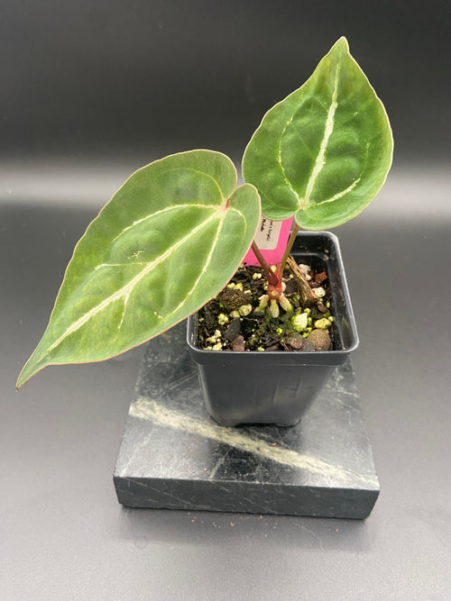 Anthurium (Magnificum x Forgetti) X Michelle. — WYSIWYG