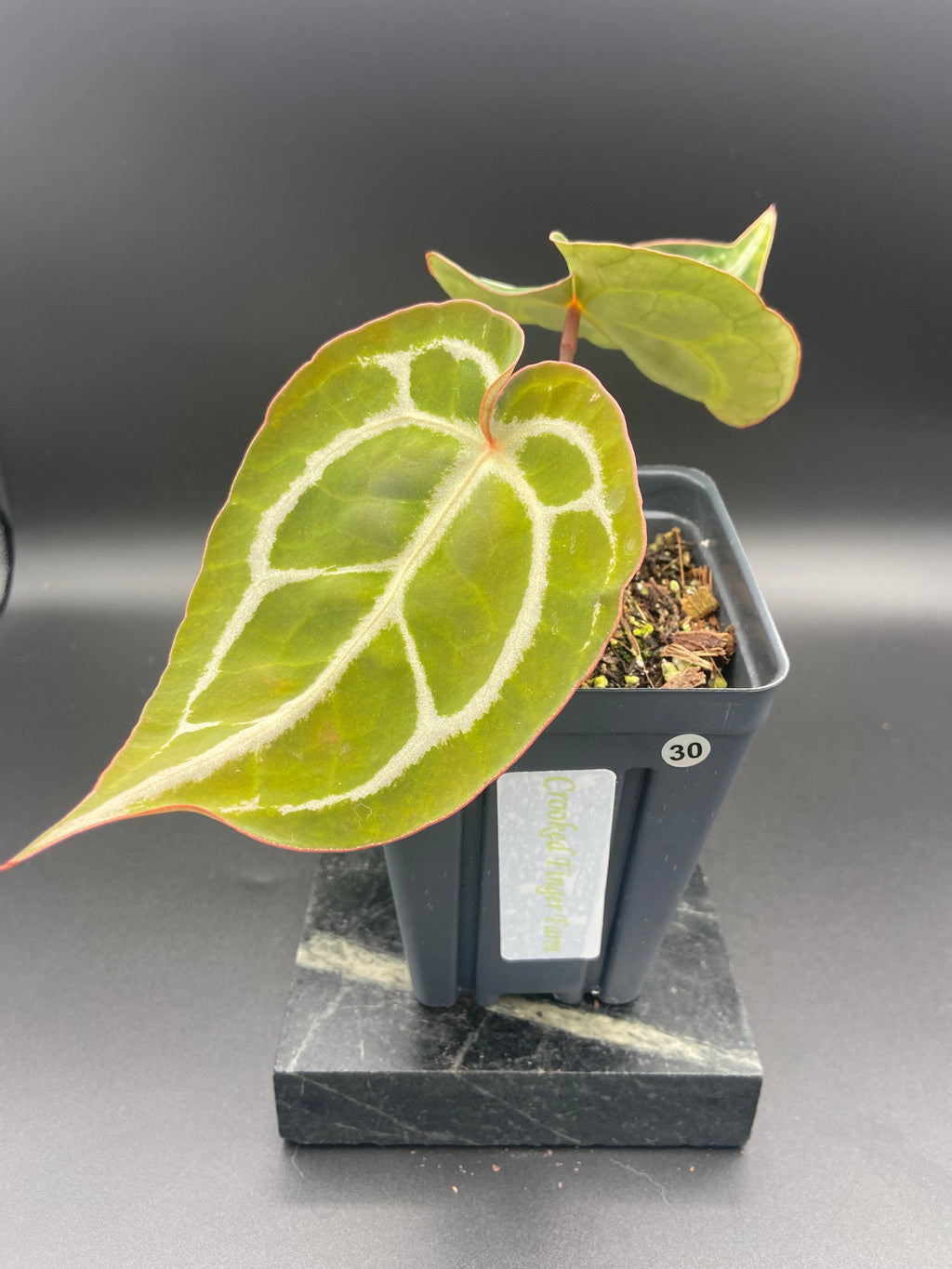 Anthurium (Magnificum x Forgetti) X Michelle. — WYSIWYG