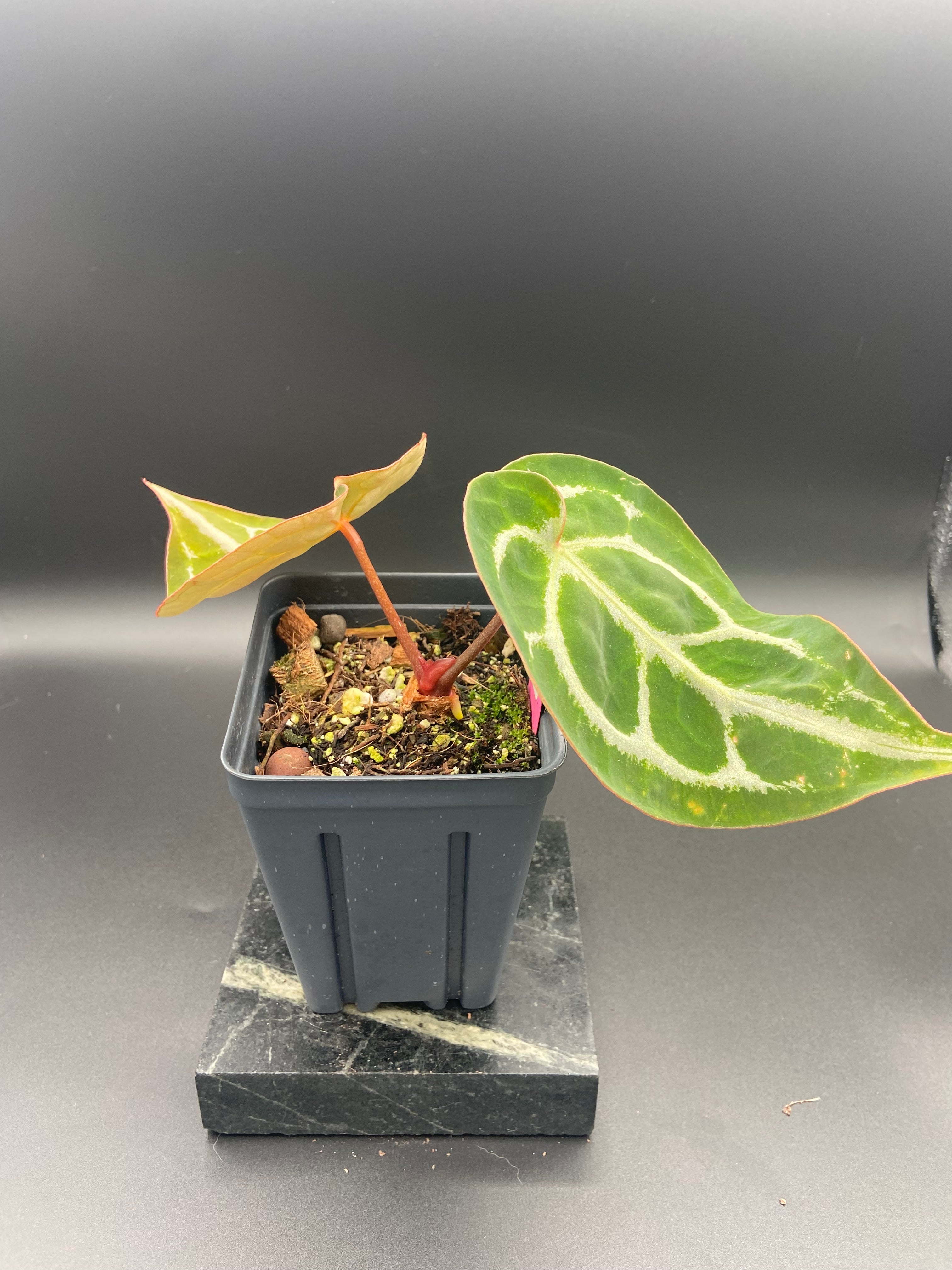 Anthurium (Magnificum x Forgetti) X Michelle. — WYSIWYG