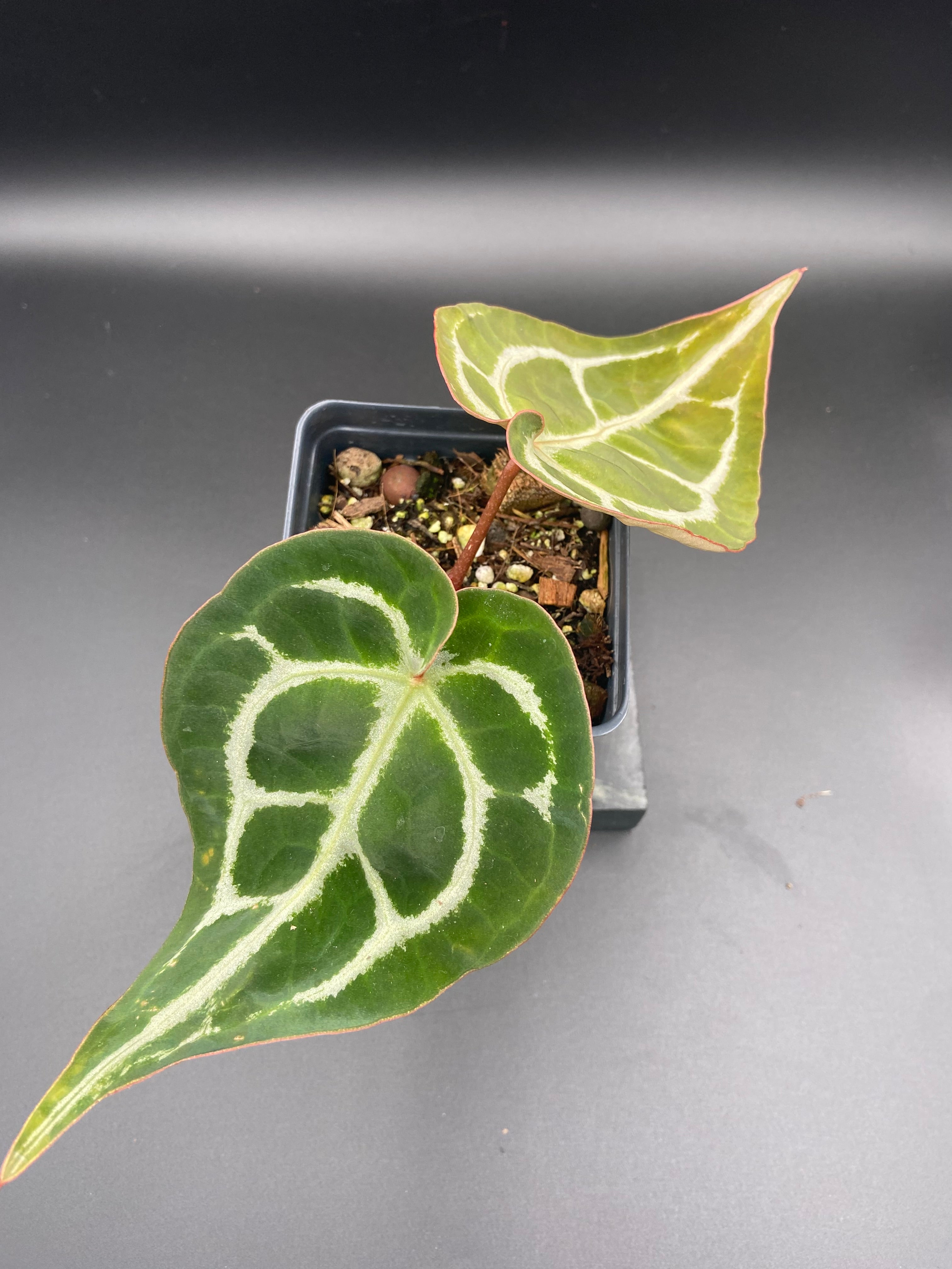 Anthurium (Magnificum x Forgetti) X Michelle. — WYSIWYG
