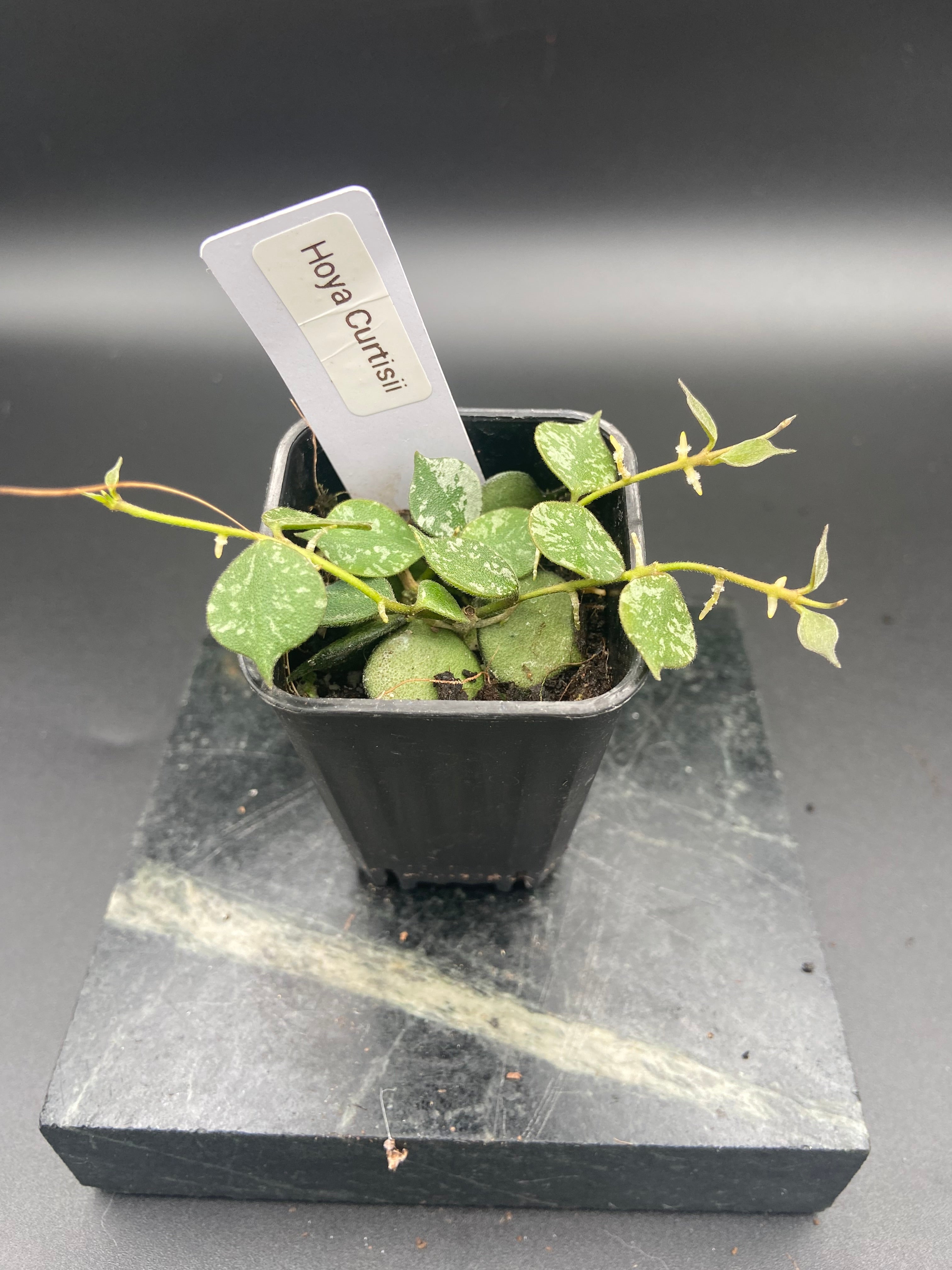 Hoya Curtisii