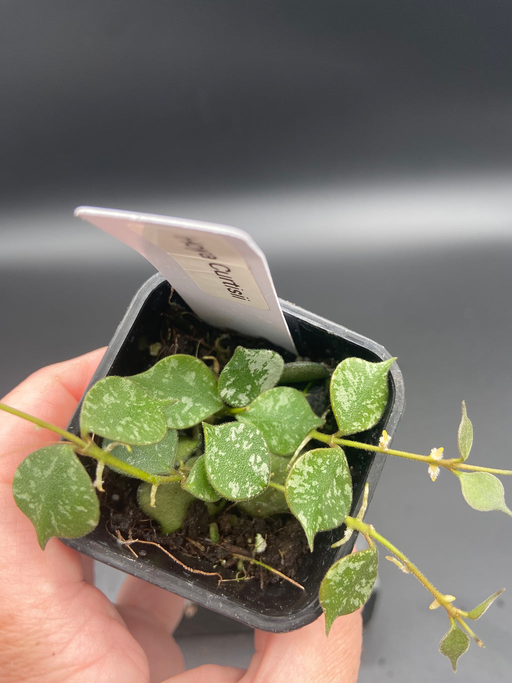 Hoya Curtisii