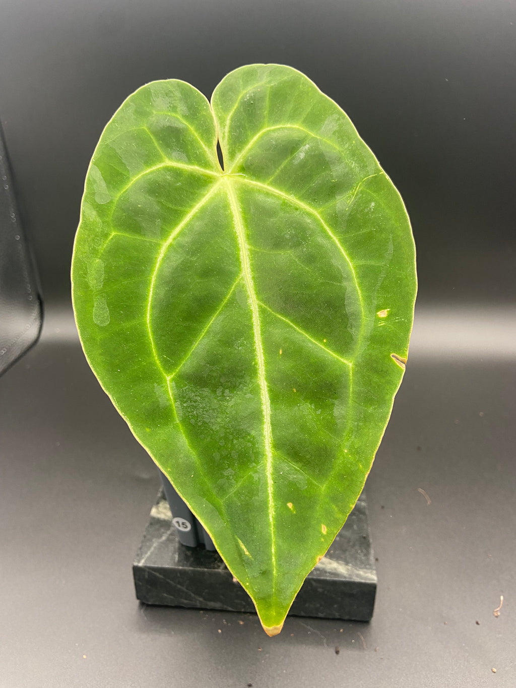 Anthurium (Magnificum x Forgetti) X Dark Besseae Aff. — WYSIWYG