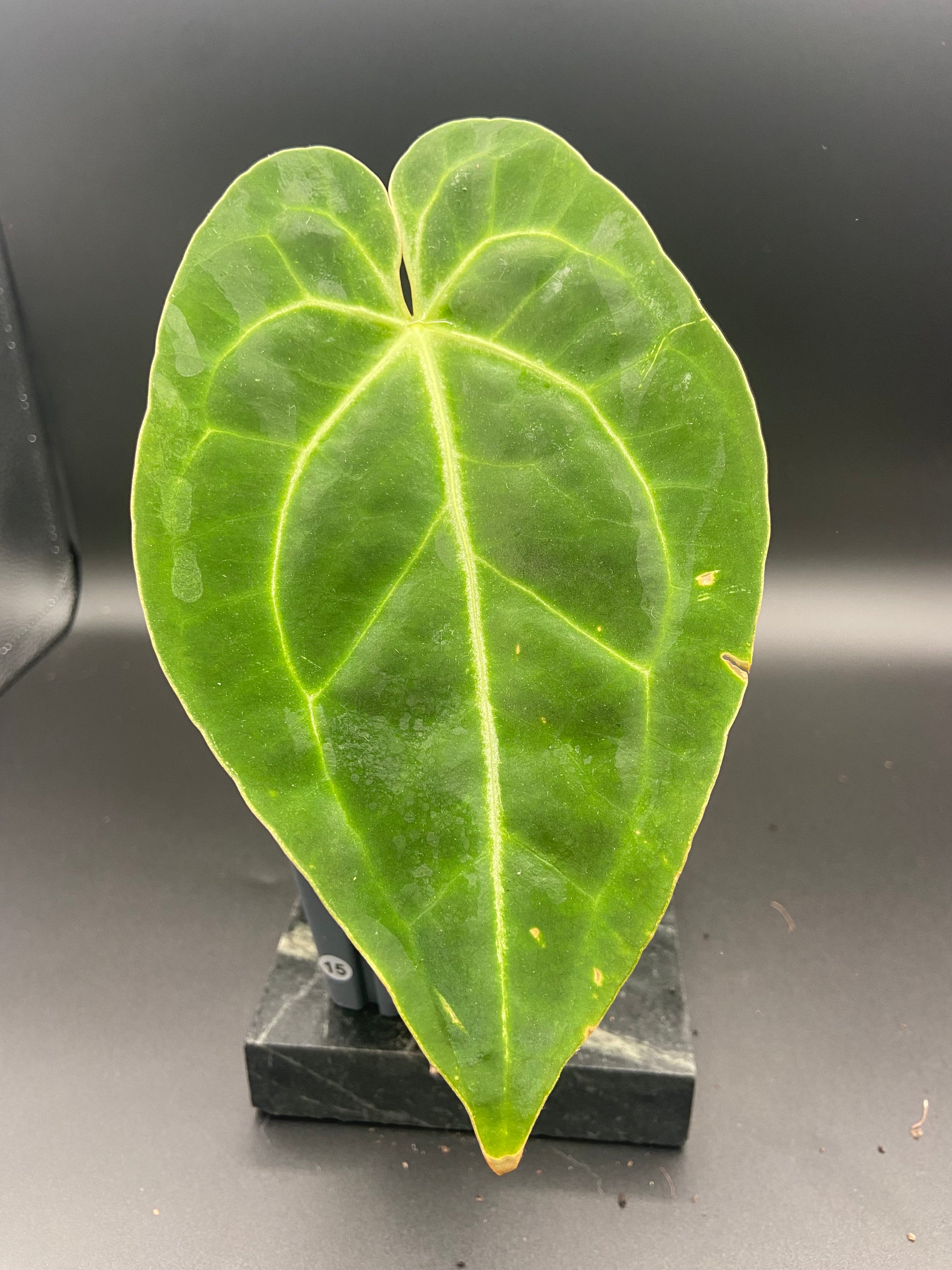 Anthurium (Magnificum x Forgetti) X Dark Besseae Aff. — WYSIWYG