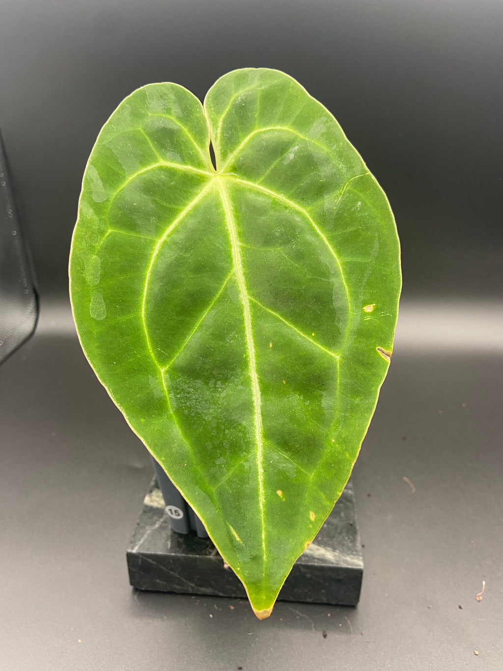 Anthurium (Magnificum x Forgetti) X Dark Besseae Aff. — WYSIWYG