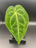 Anthurium (Magnificum x Forgetti) X Dark Besseae Aff. — WYSIWYG