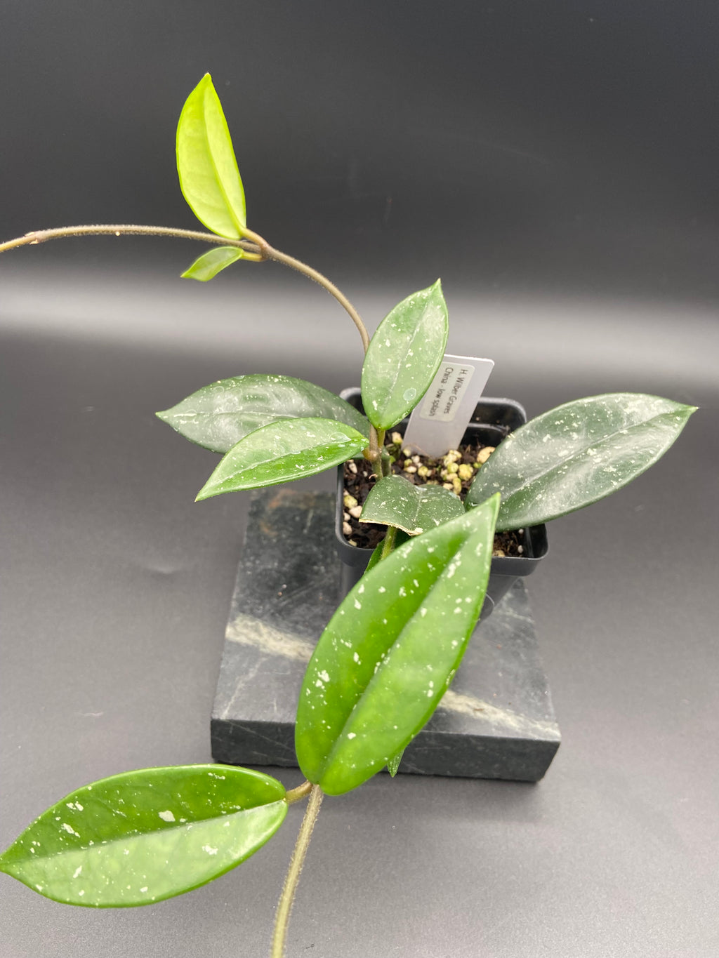 Hoya Carnosa 'Wilbur Graves' China