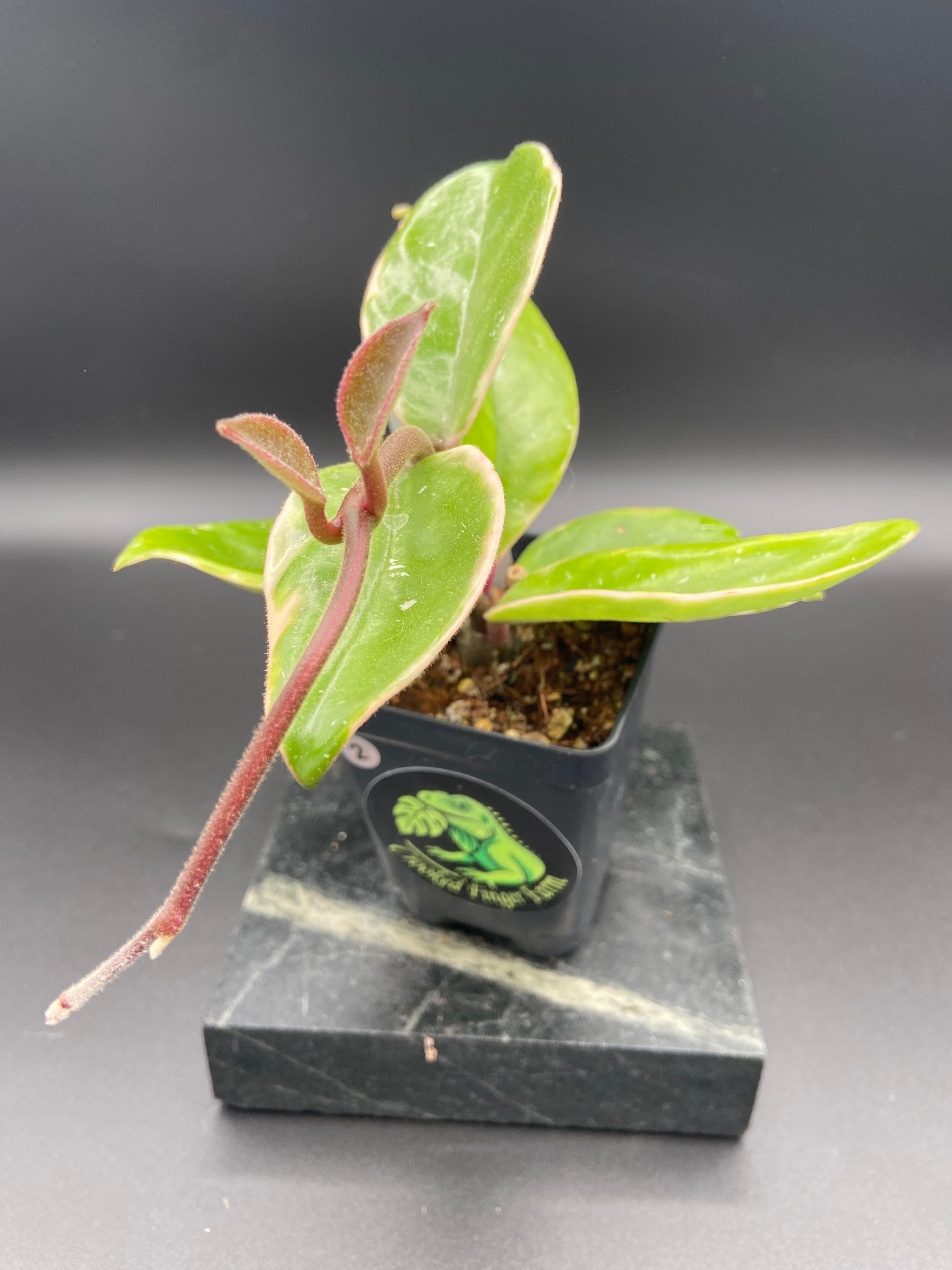 Hoya Carnosa — CrookedFingerFarm Heirloom