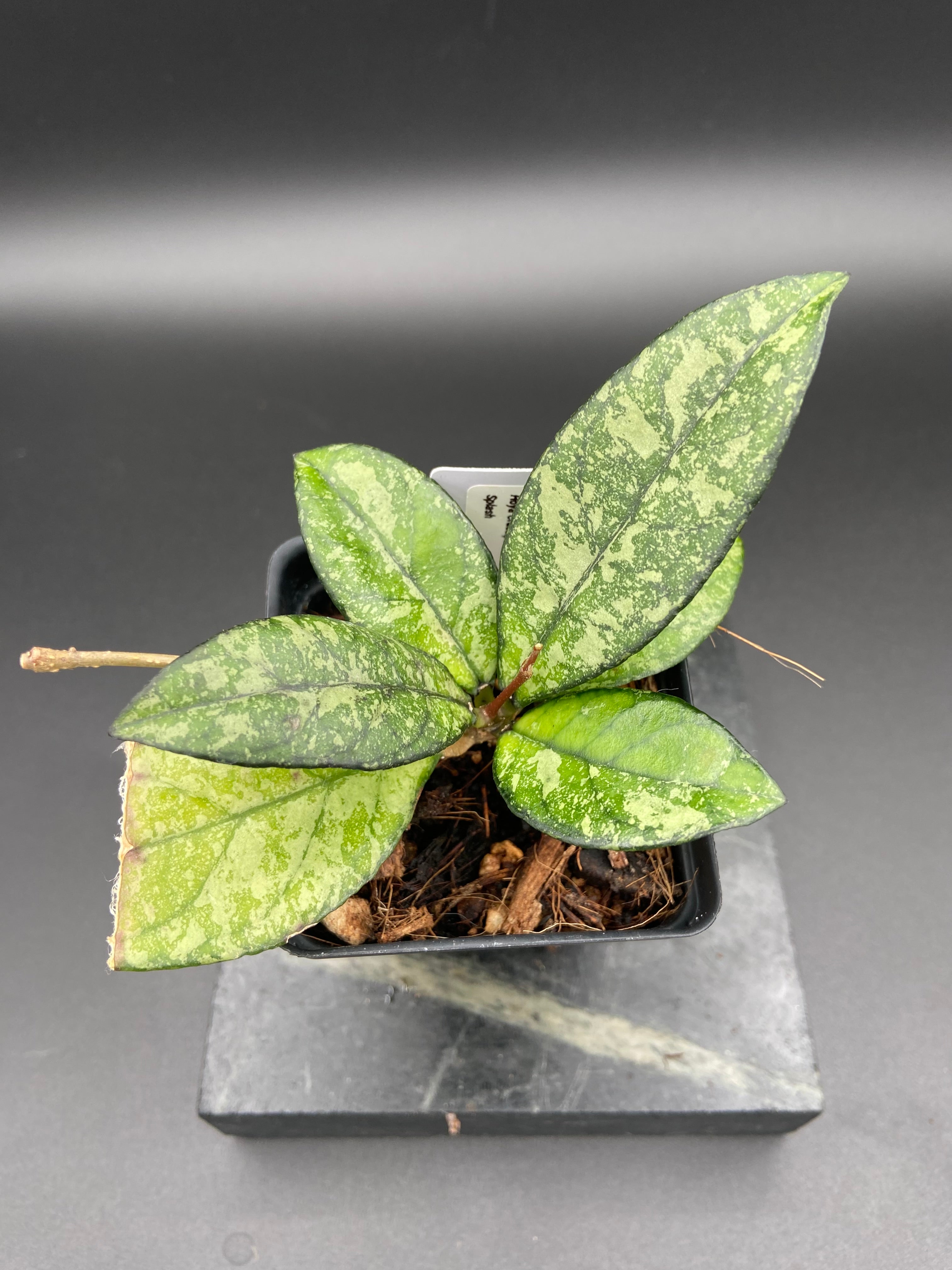 Hoya Crassipetiolata Splash — WYSIWYG