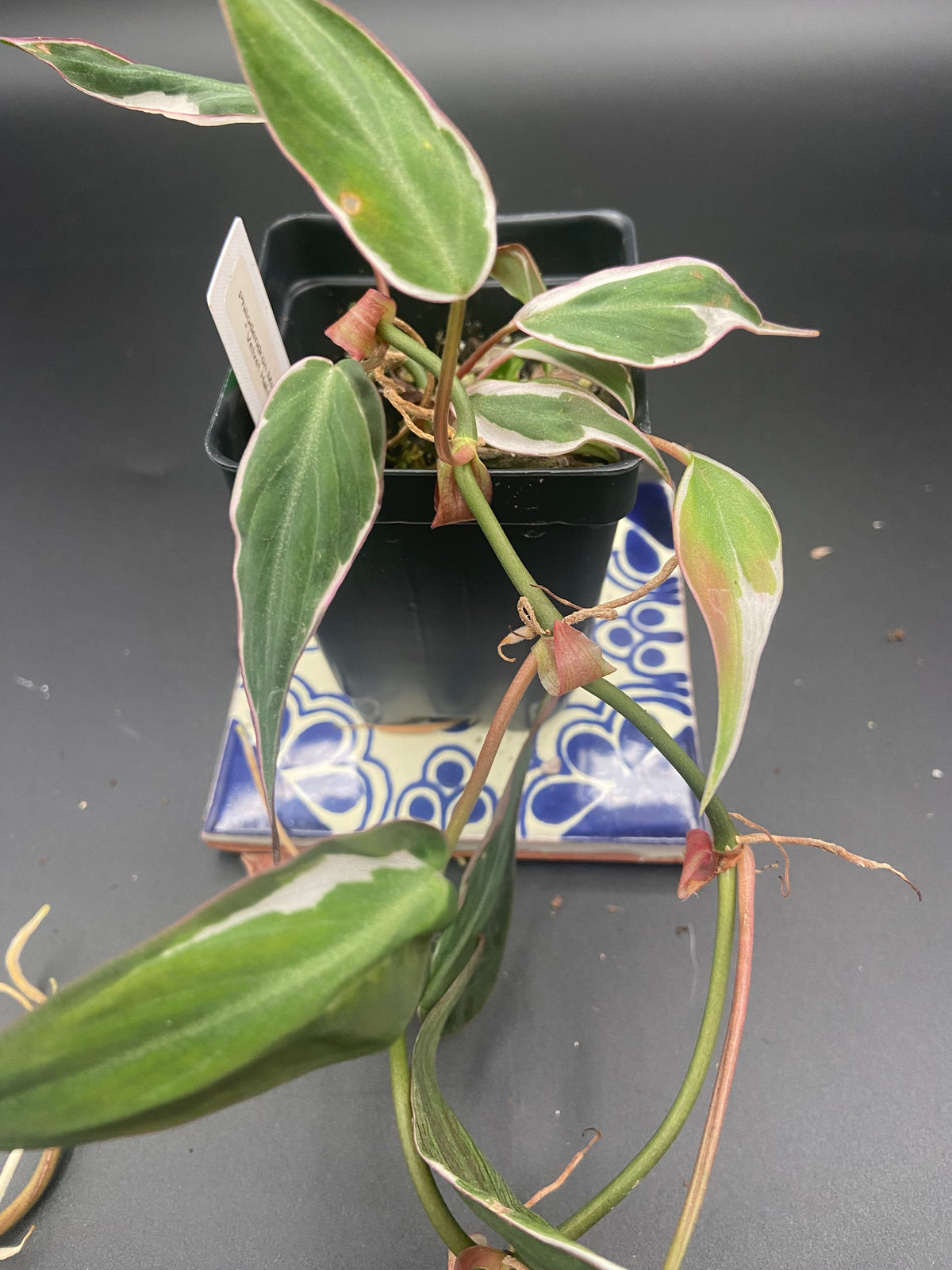 Philodendron Micans Velvet Halo — WYSIWYG