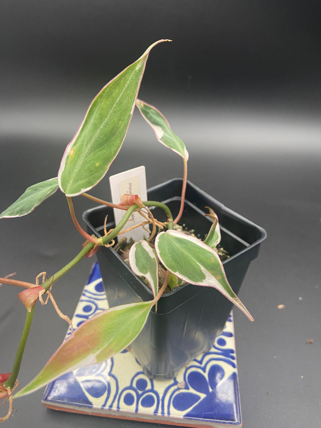 Philodendron Micans Velvet Halo — WYSIWYG