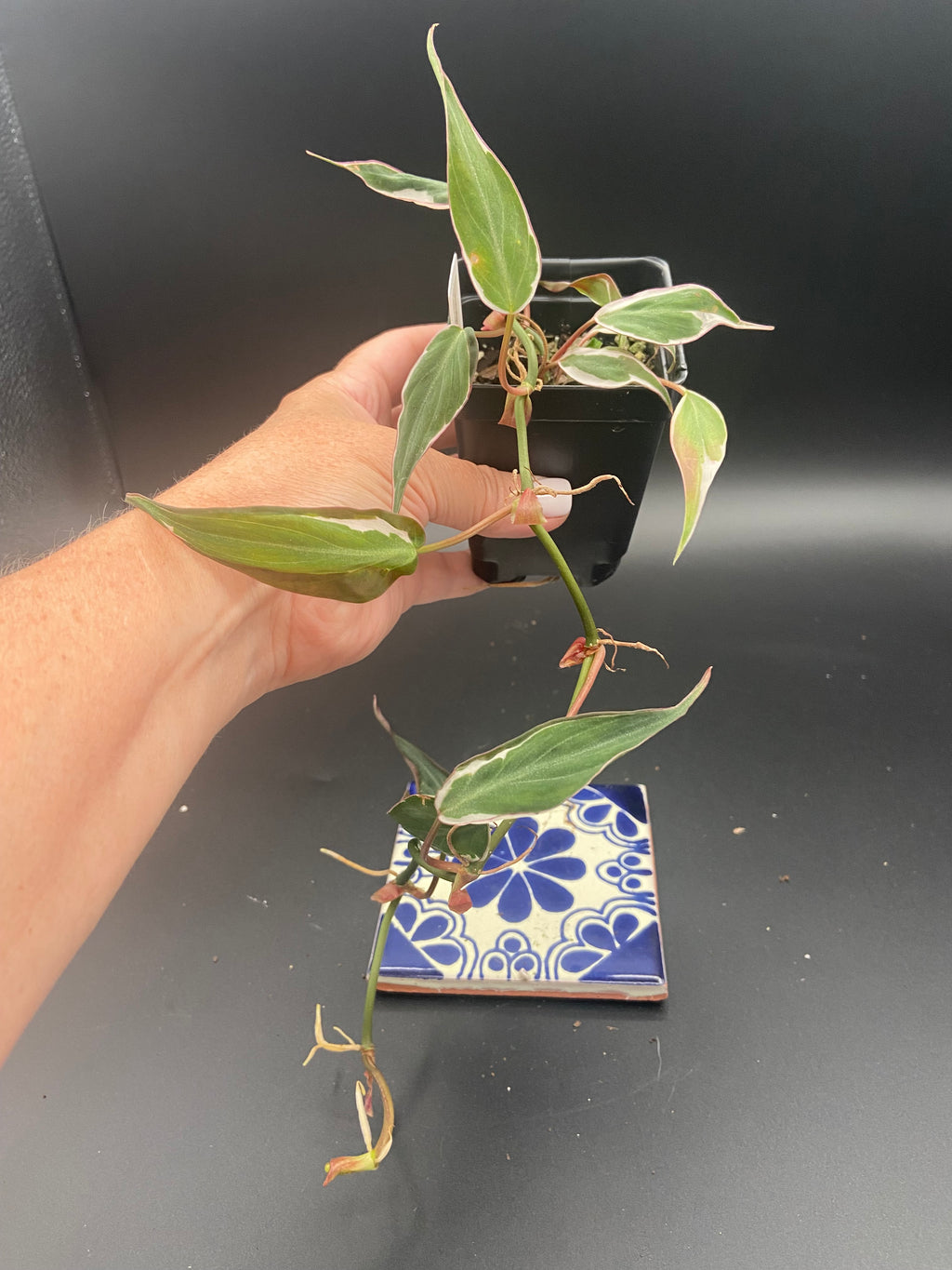 Philodendron Micans Velvet Halo — WYSIWYG