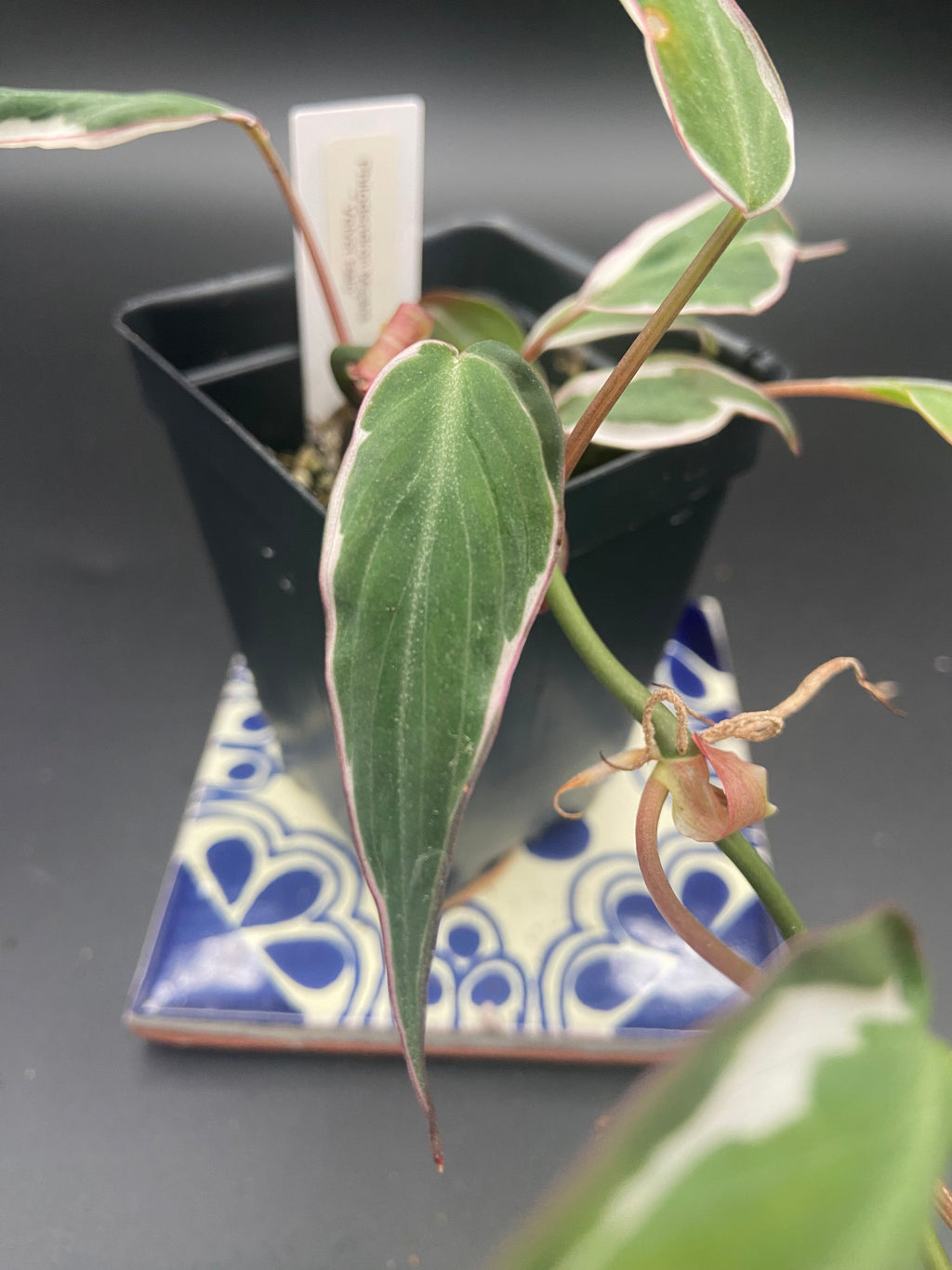 Philodendron Micans Velvet Halo — WYSIWYG