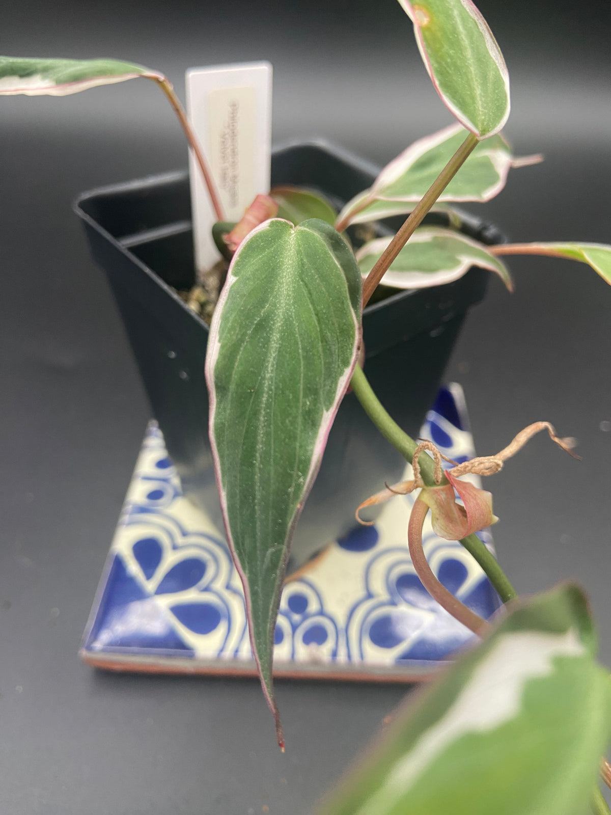 Philodendron Micans Velvet Halo — WYSIWYG