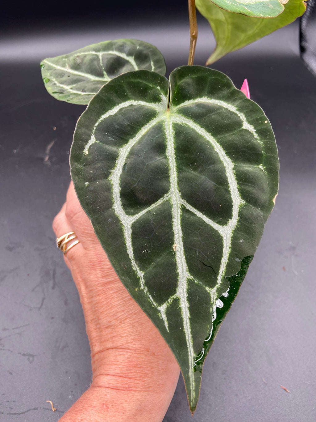 Anthurium (Magnificum x Forgetti) x Michelle — Grower's Choice