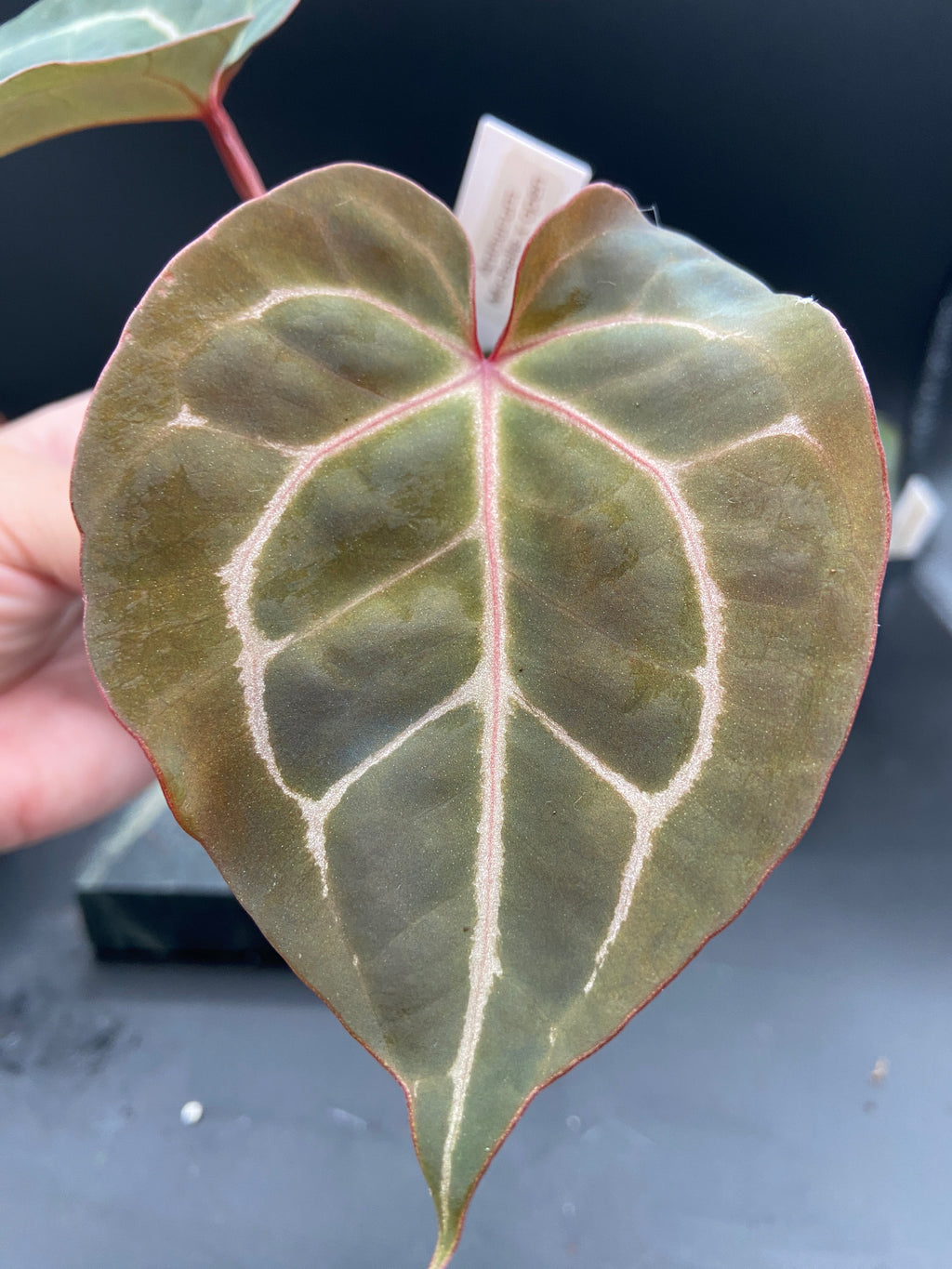 Anthurium Michelle x Open Pollination — Grower's Choice Starter