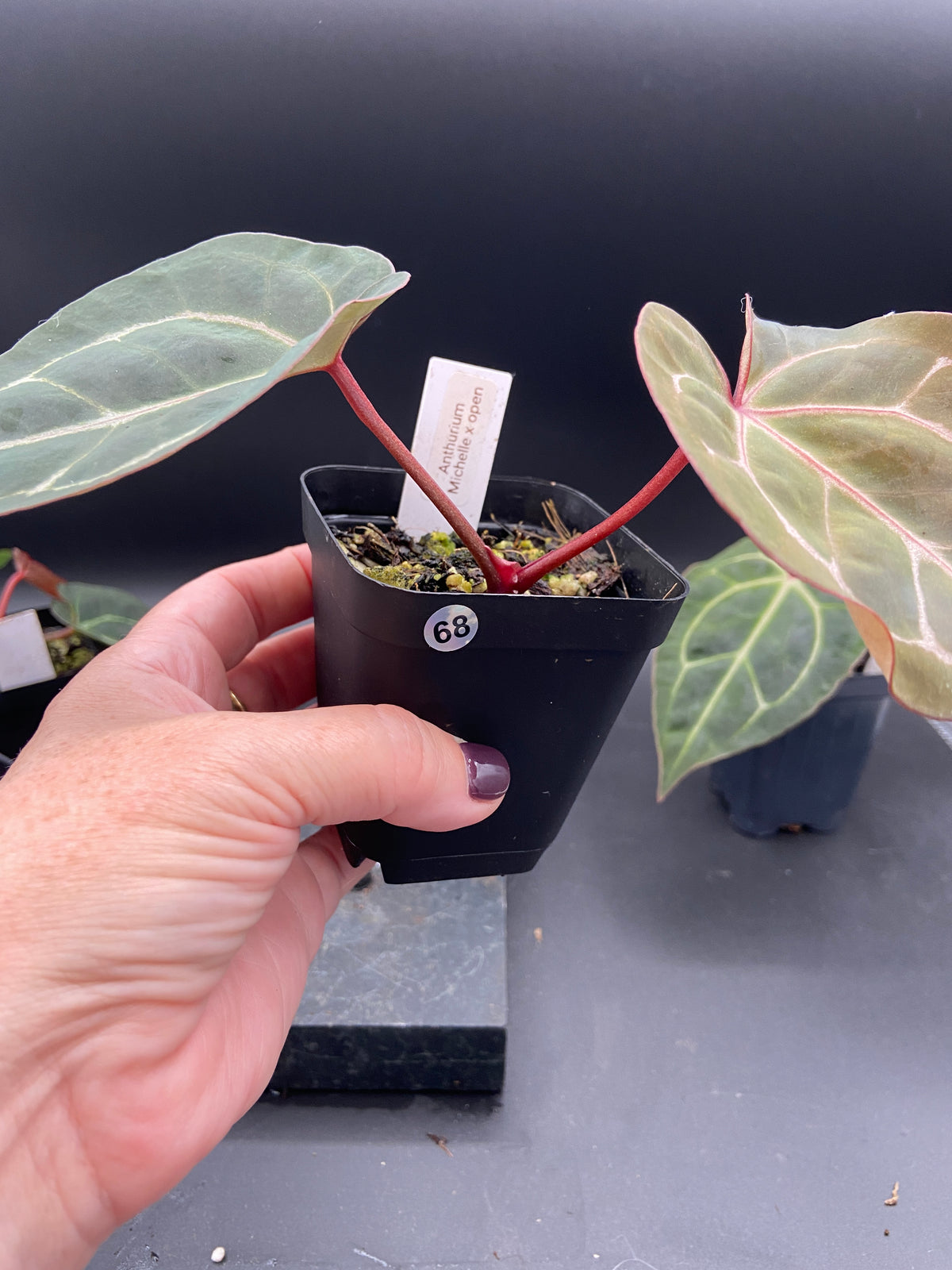 Anthurium Michelle x Open Pollination — Grower's Choice Starter