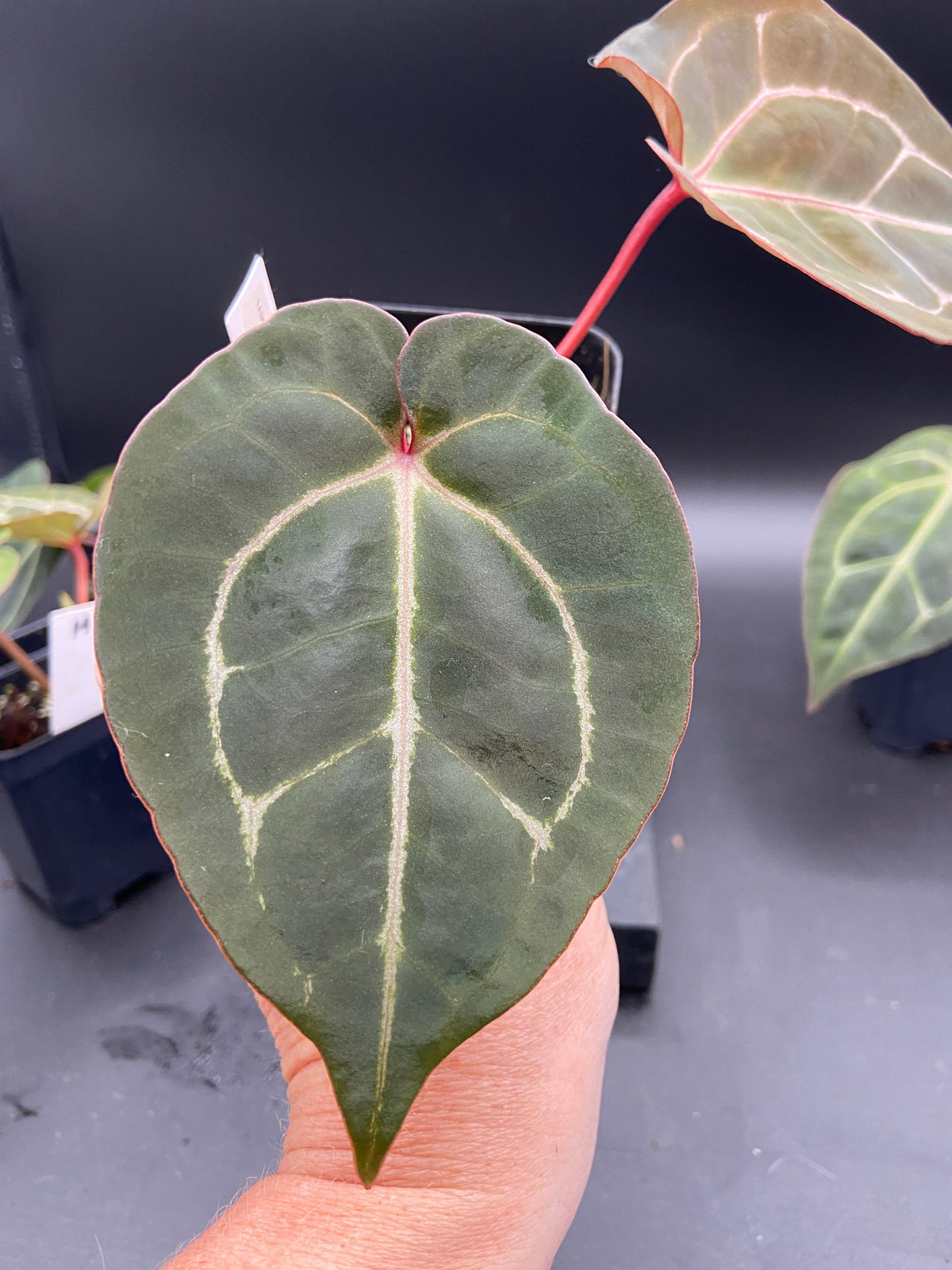 Anthurium Michelle x Open Pollination — Grower's Choice Starter