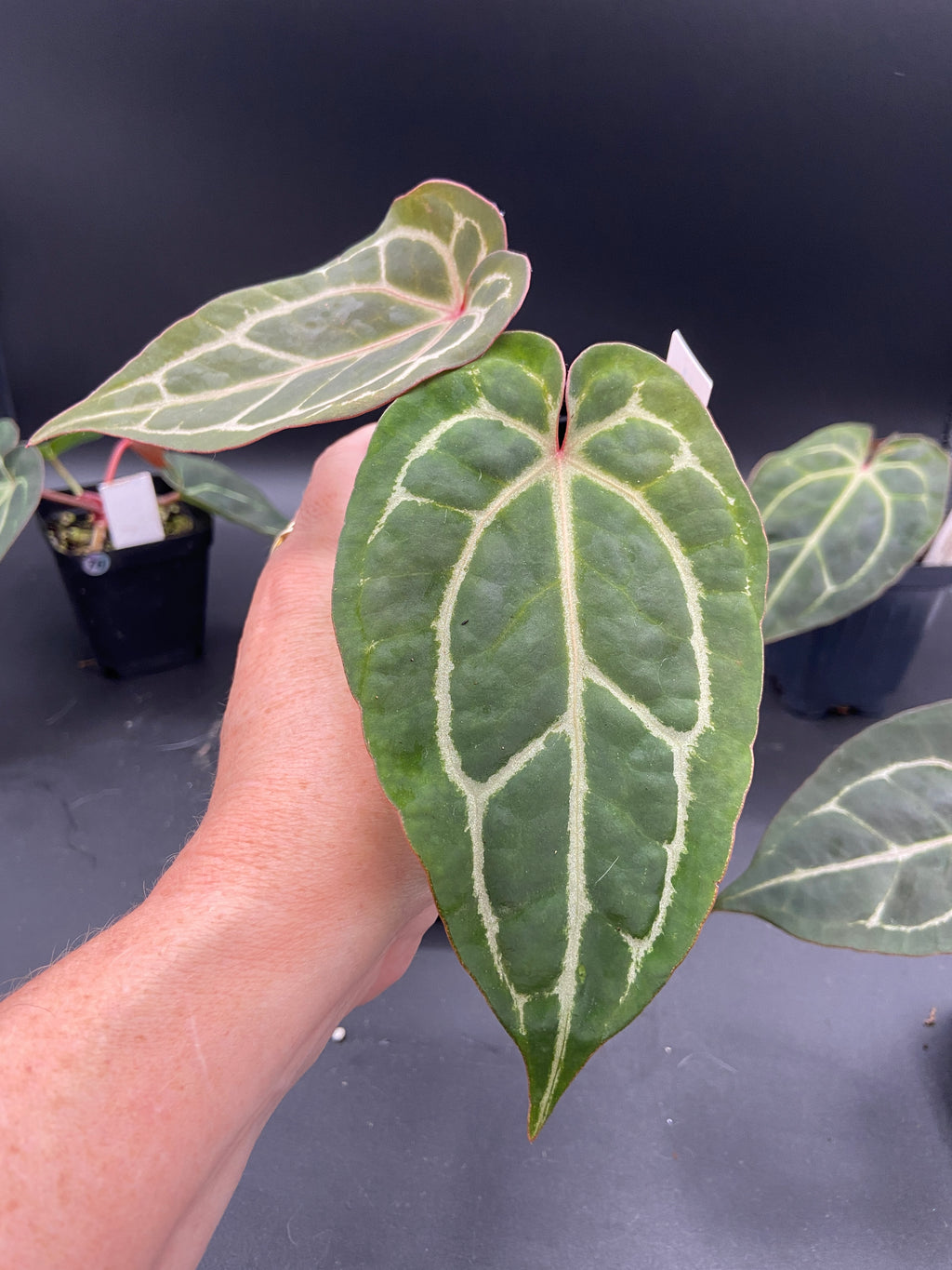 Anthurium Michelle x Open Pollination — Grower's Choice Starter