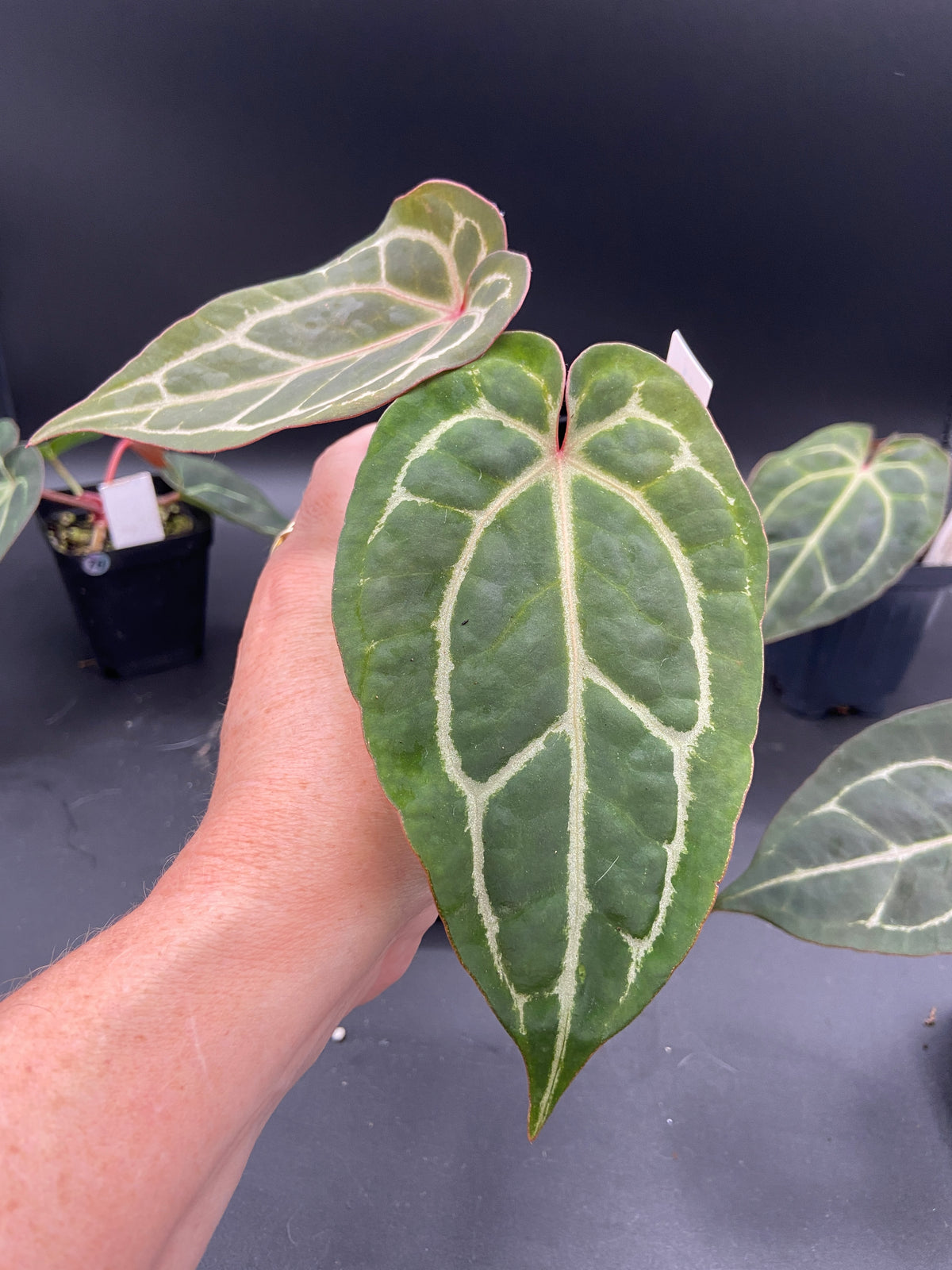 Anthurium Michelle x Open Pollination — Grower's Choice Starter